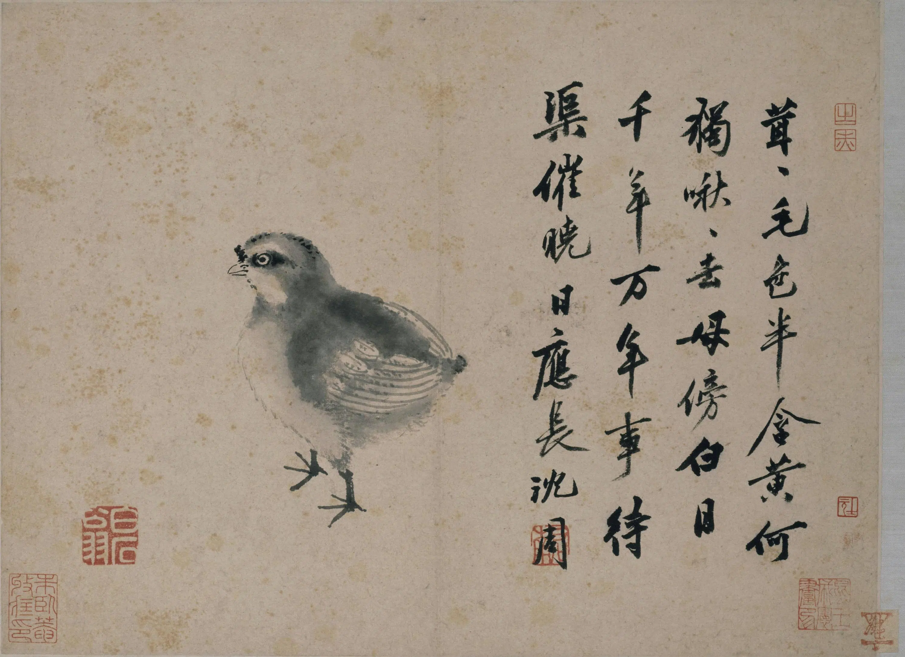 明朝【沈周】《雏鸡图页》 第1张