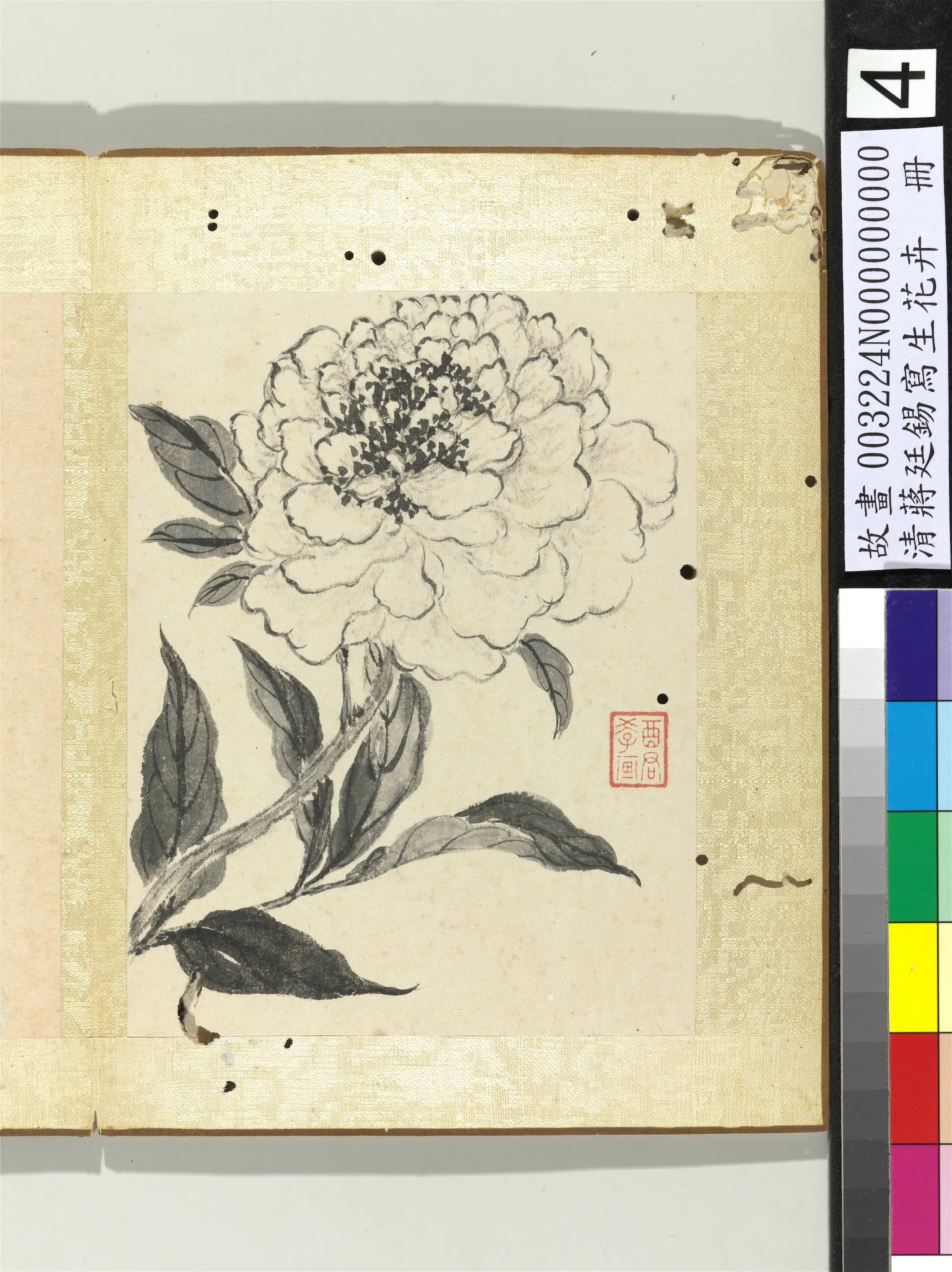清代【蒋廷锡】《写生花卉册-芍药-2》