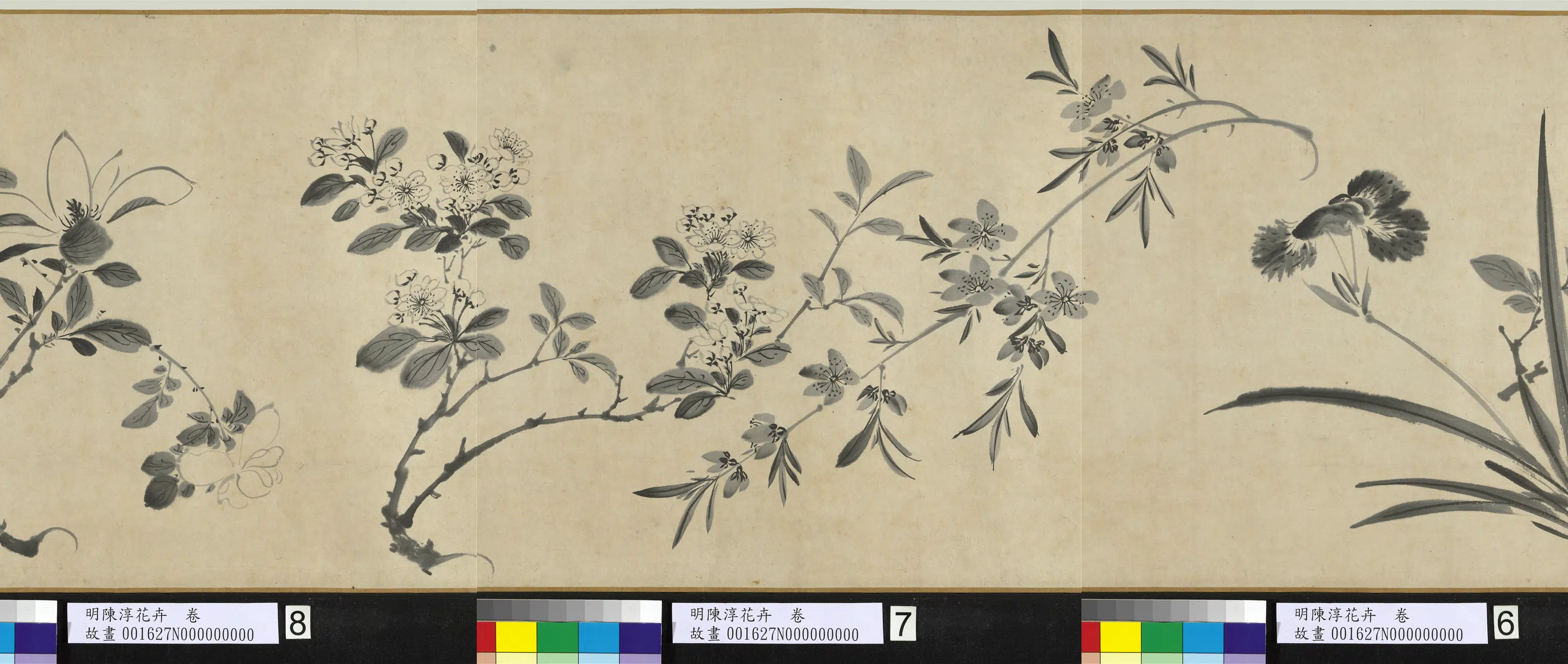 明朝【陈淳(道复)】《花卉图卷》 第7张 明朝【陈淳(道复)】《花卉图卷》 第7张