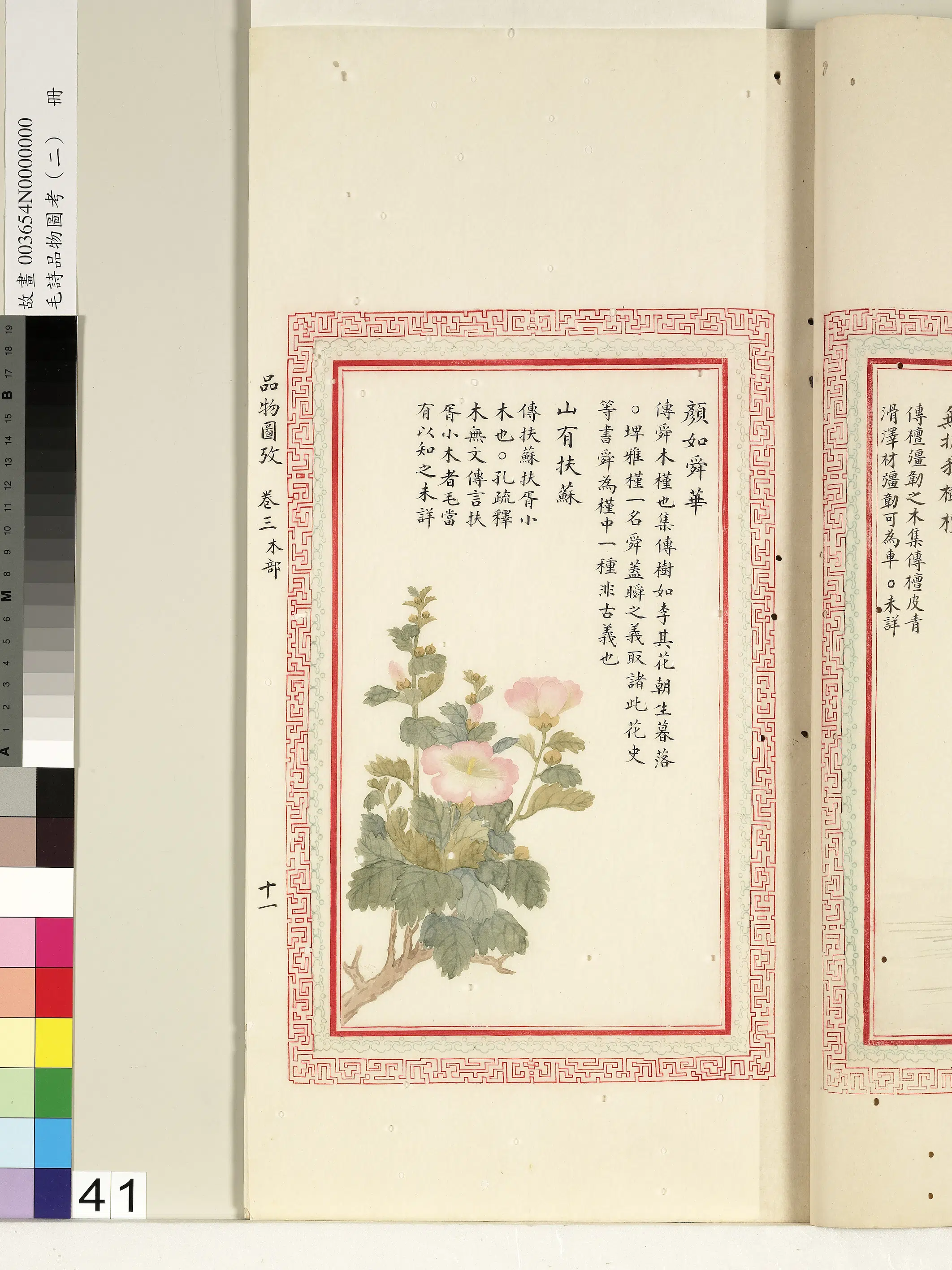 清朝【佚名】《毛诗品物图考（二）册-颜如舜华山有扶苏-1》