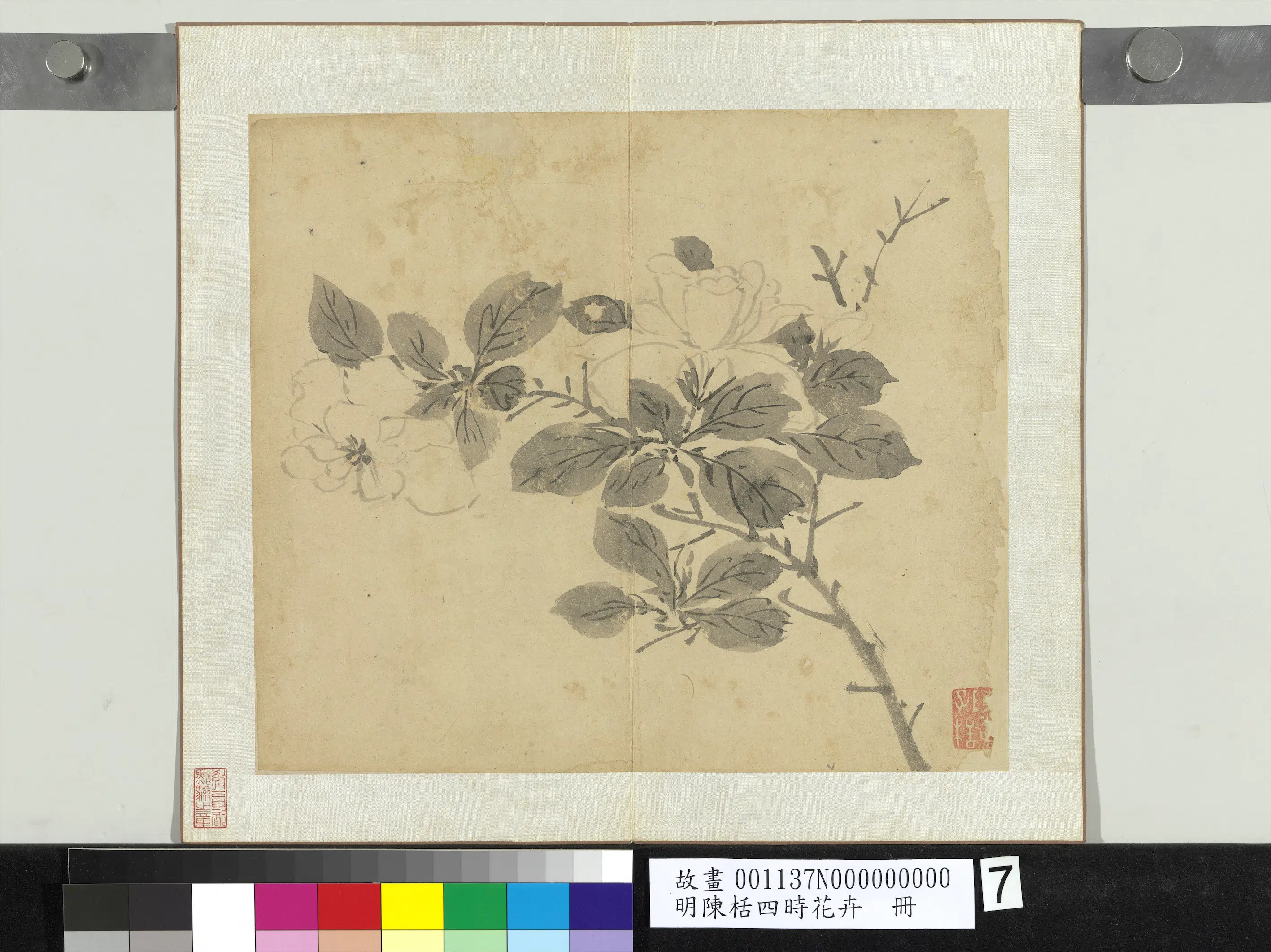 明朝【陈栝】《四时花卉册》 第5张