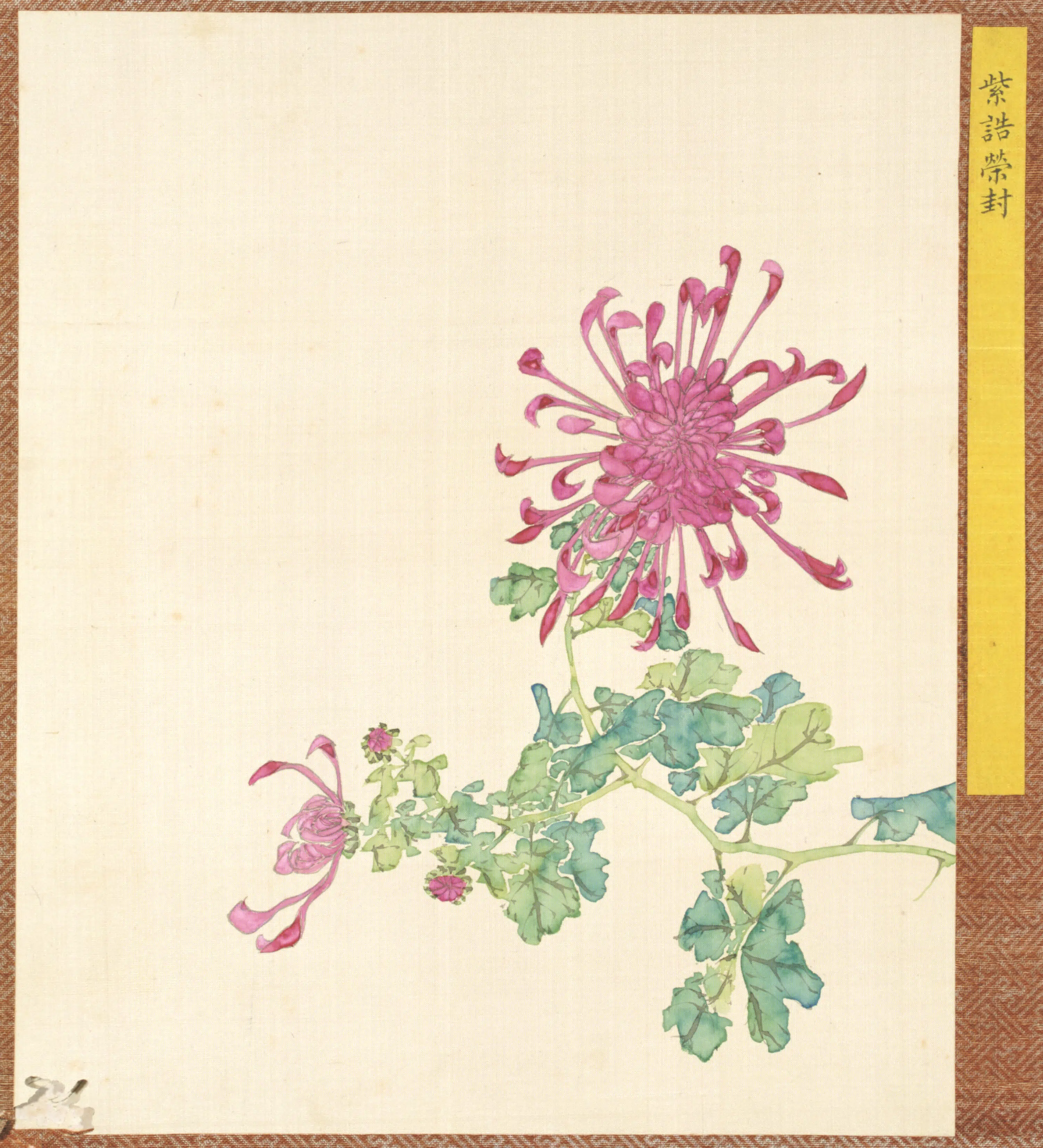 清代【清人】《菊谱册-2》 第1张