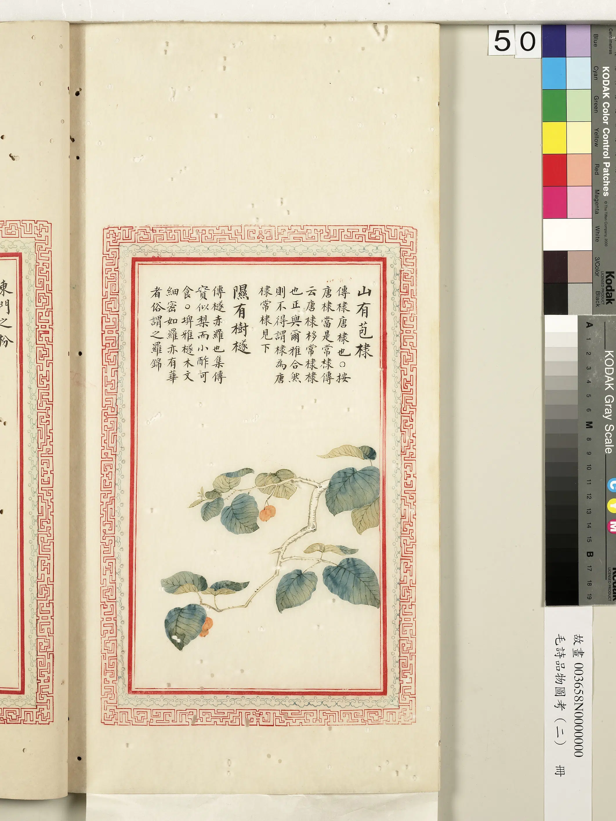 清朝【佚名】《毛诗品物图考（二）册-山有苞棣隰有树檖-2》