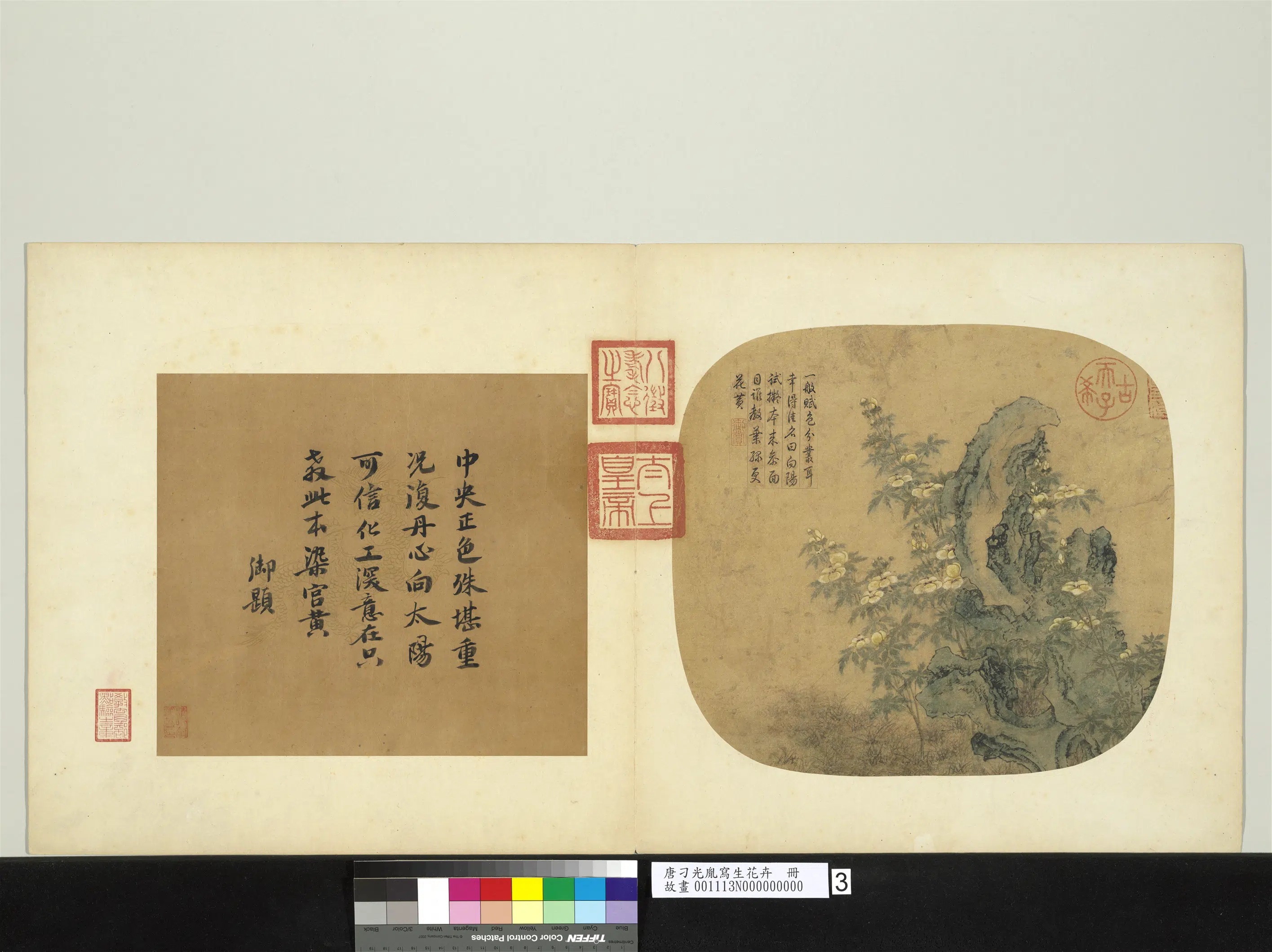 唐朝【刁光胤】《写生花卉册-立石葵花下衬杂卉》