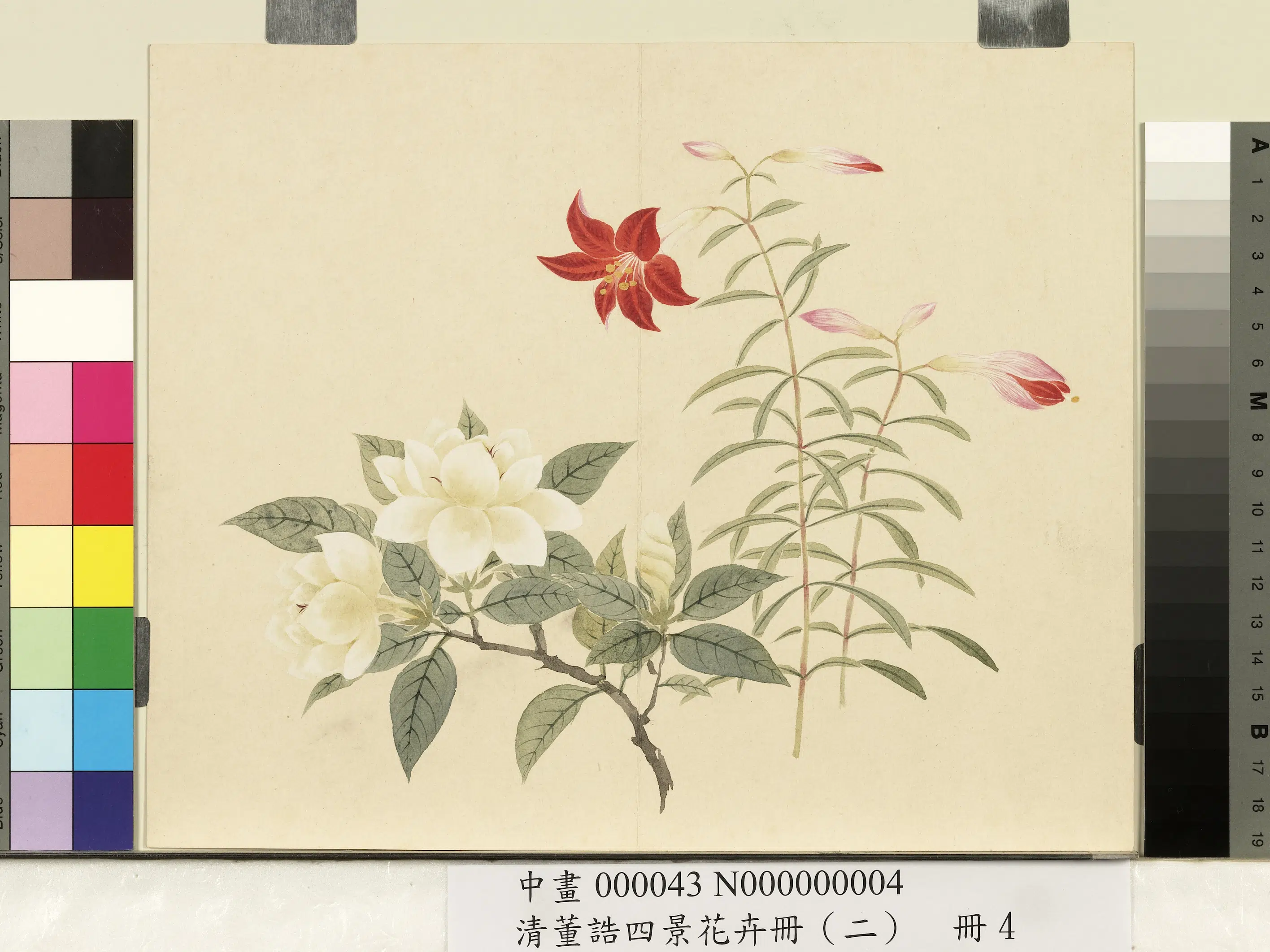 清代【董诰】《四景花卉册（二）册-夏景花卉之四》 第1张