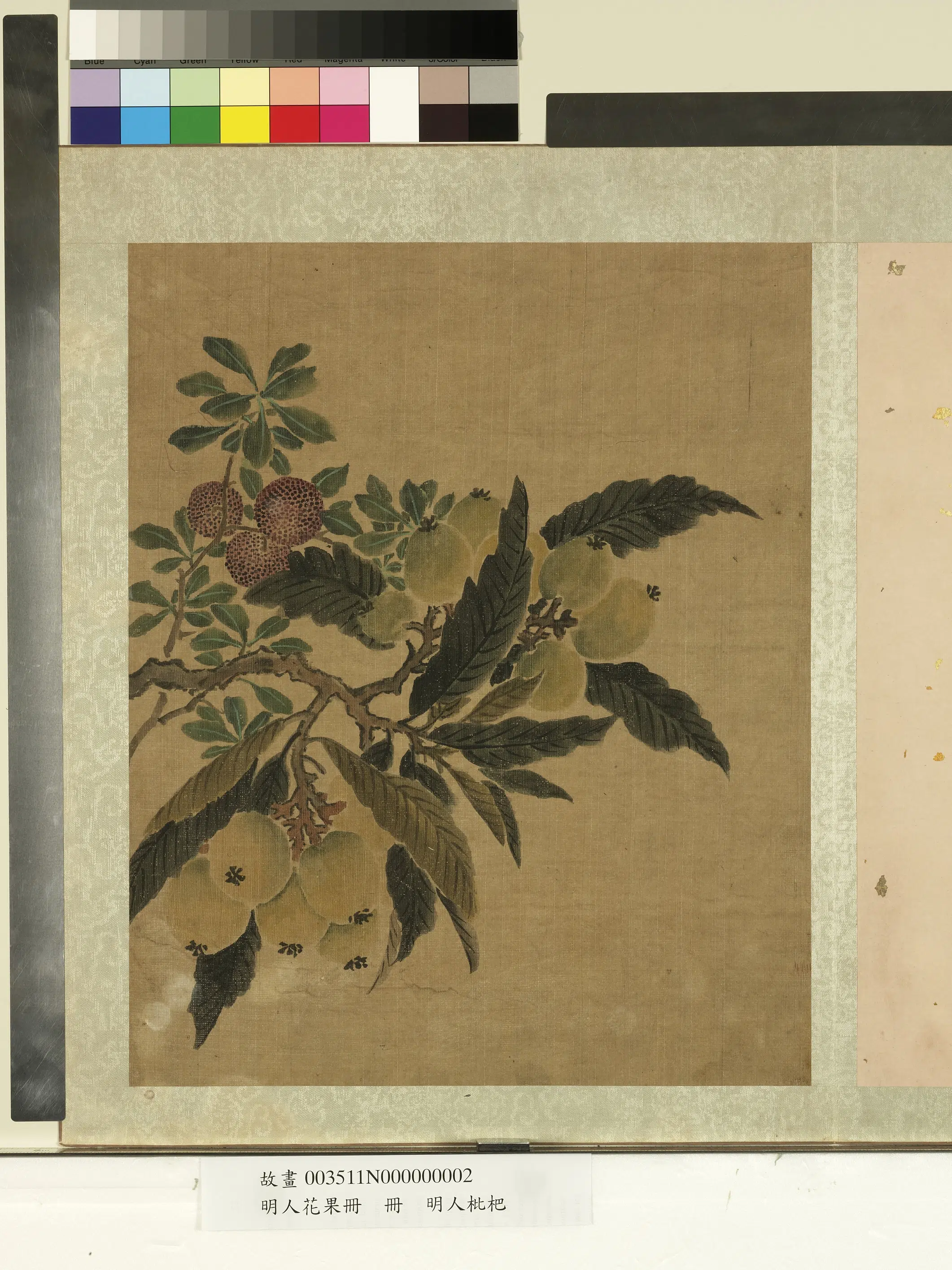 明朝《明人花果册》 第2张