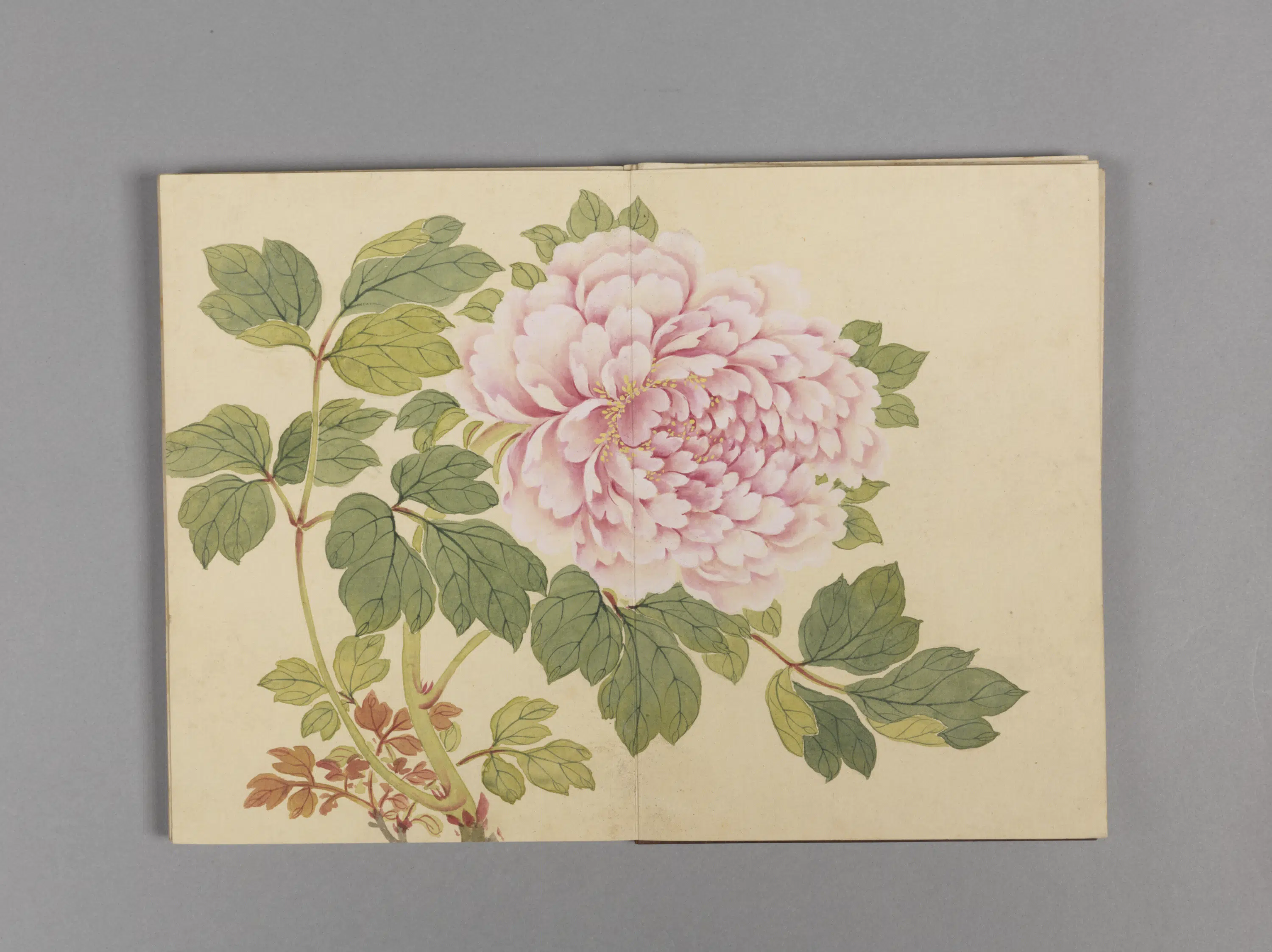 清代【董诰】《花卉小册（16开）》 第14张