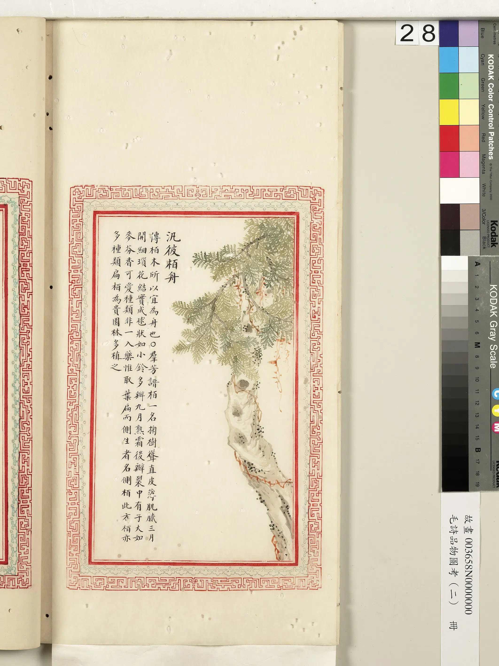 清朝【佚名】《毛诗品物图考（二）册-泛彼柏舟-2》