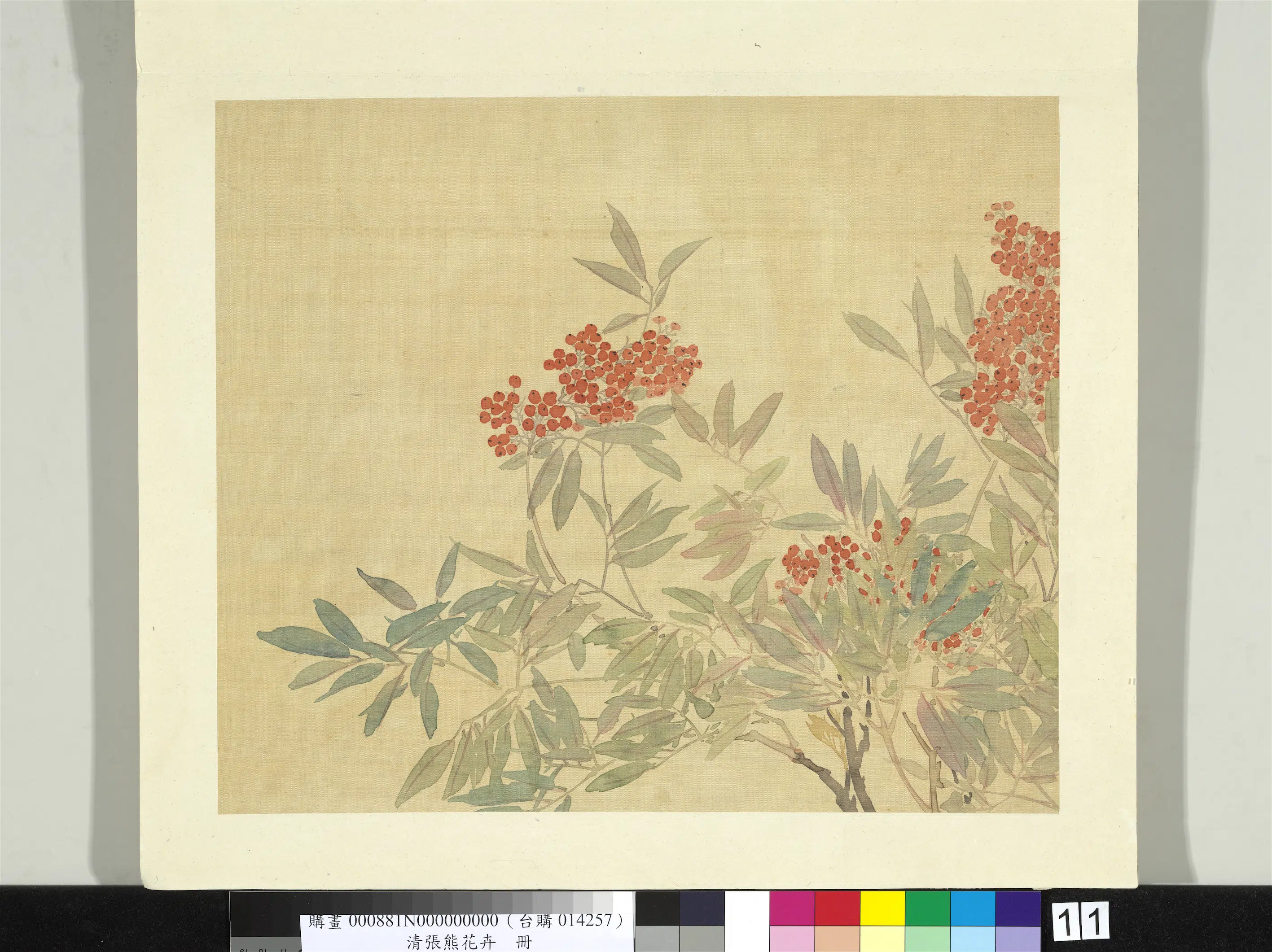 清代【张熊】《花卉册-天竺》