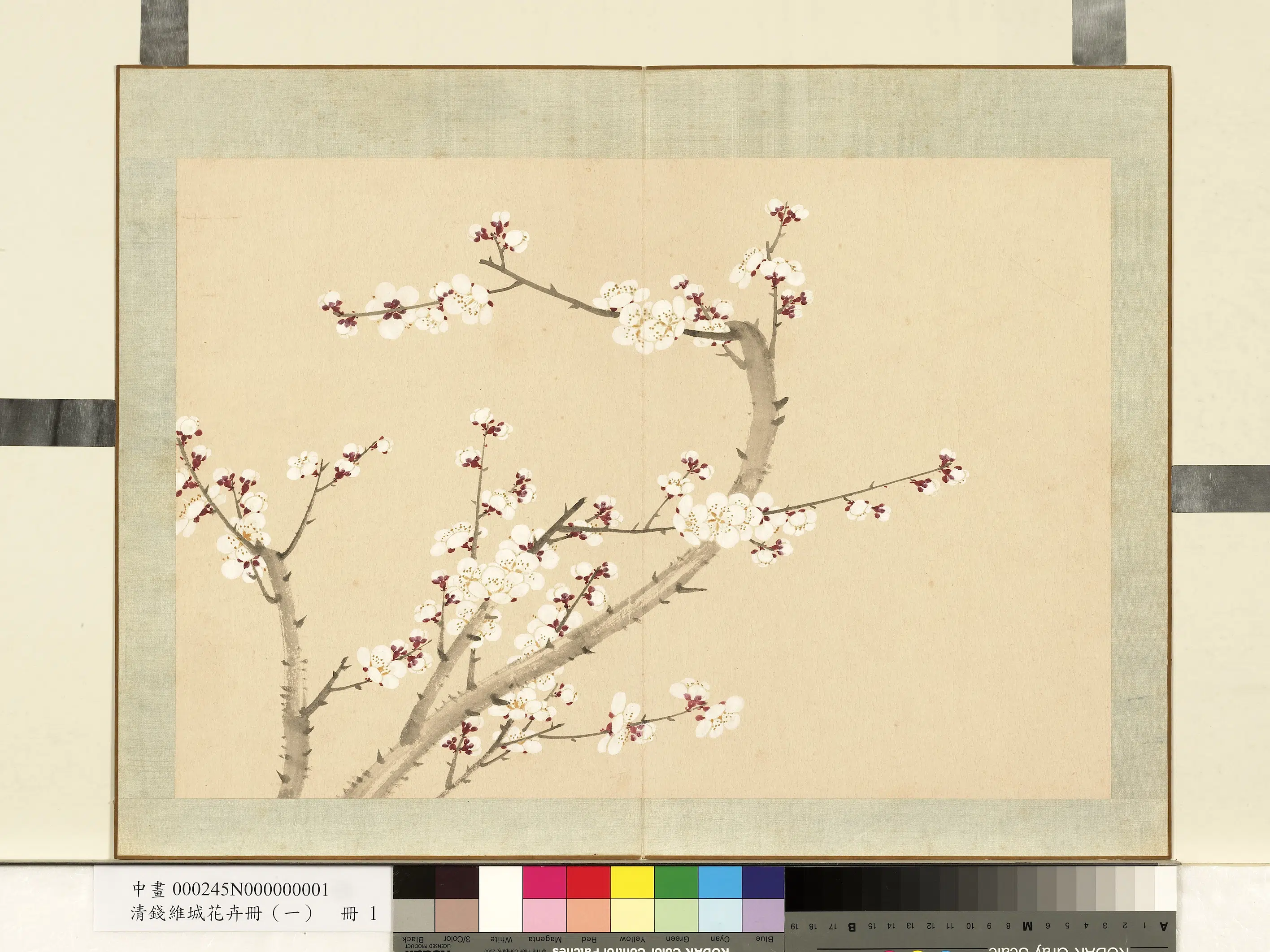 清代【钱维城】《花卉册(一)册》 第2张 清代【钱维城】《花卉册(一)册》 第2张