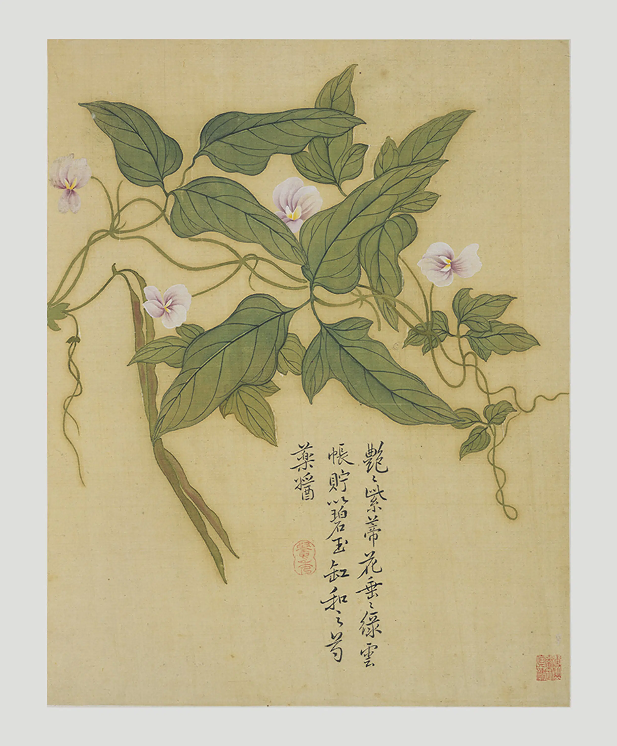 清代【鲍楷】《花卉册》