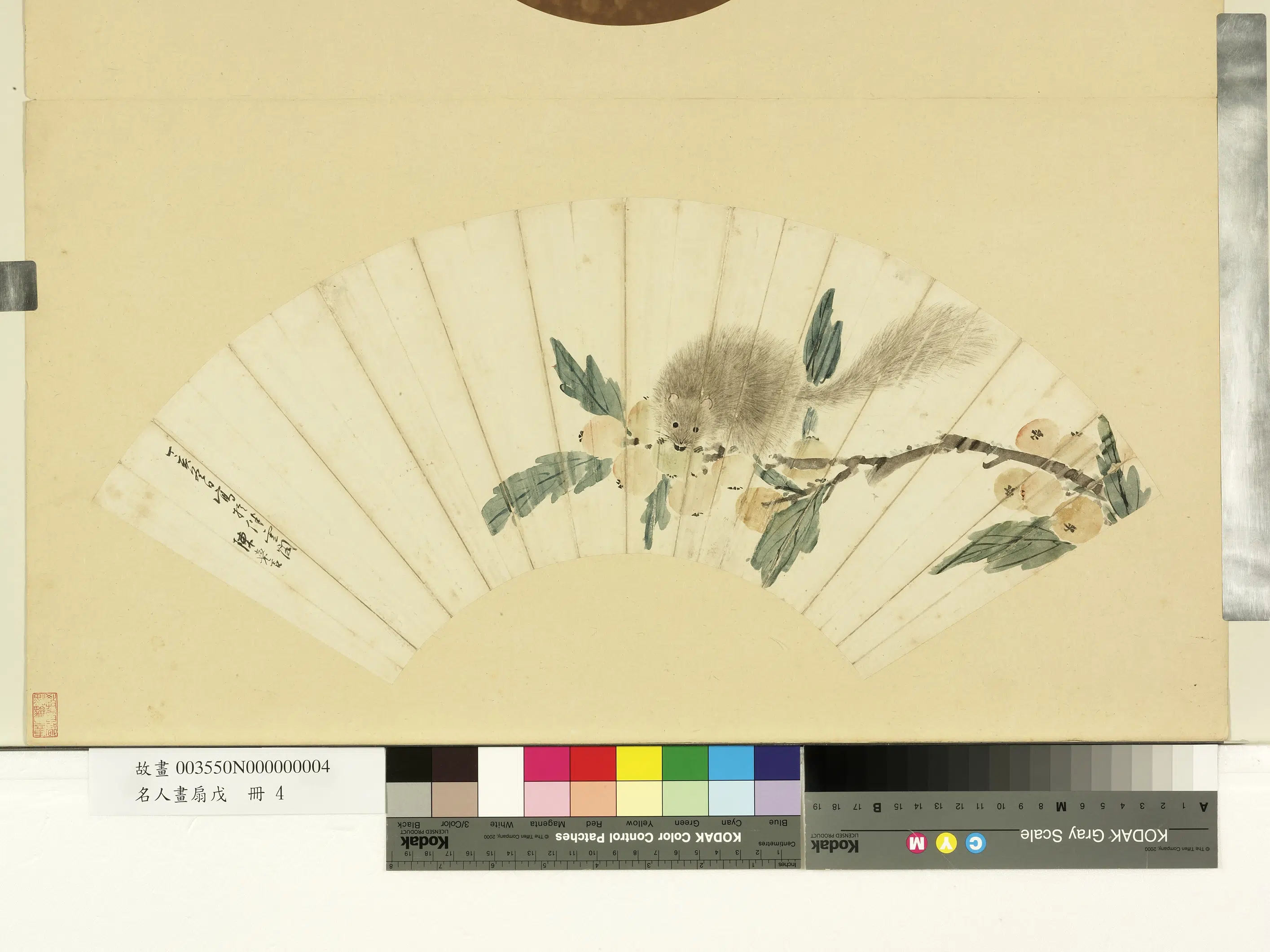 明朝【陈嘉言】《名人画扇(戊)册-明陈嘉言枇杷松鼠》