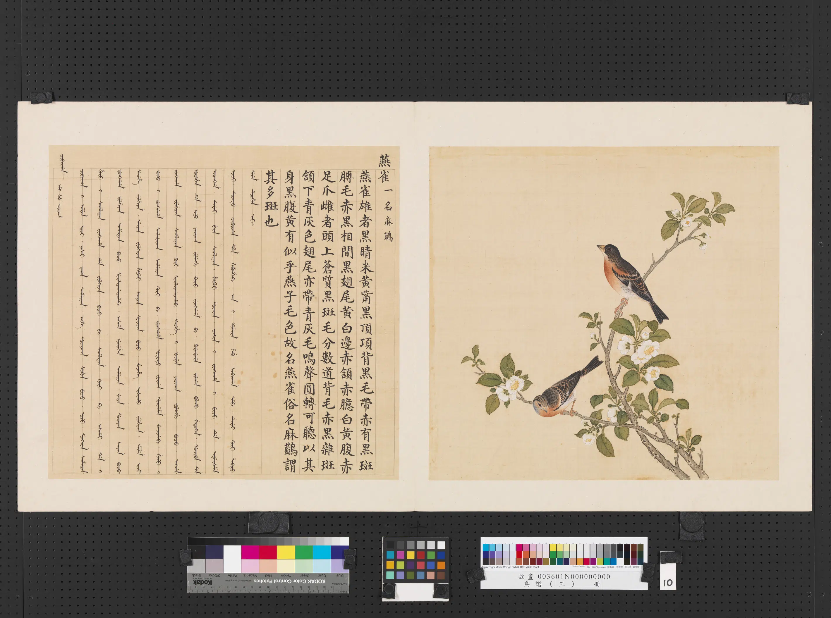 《鸟谱（三）册》 第15张