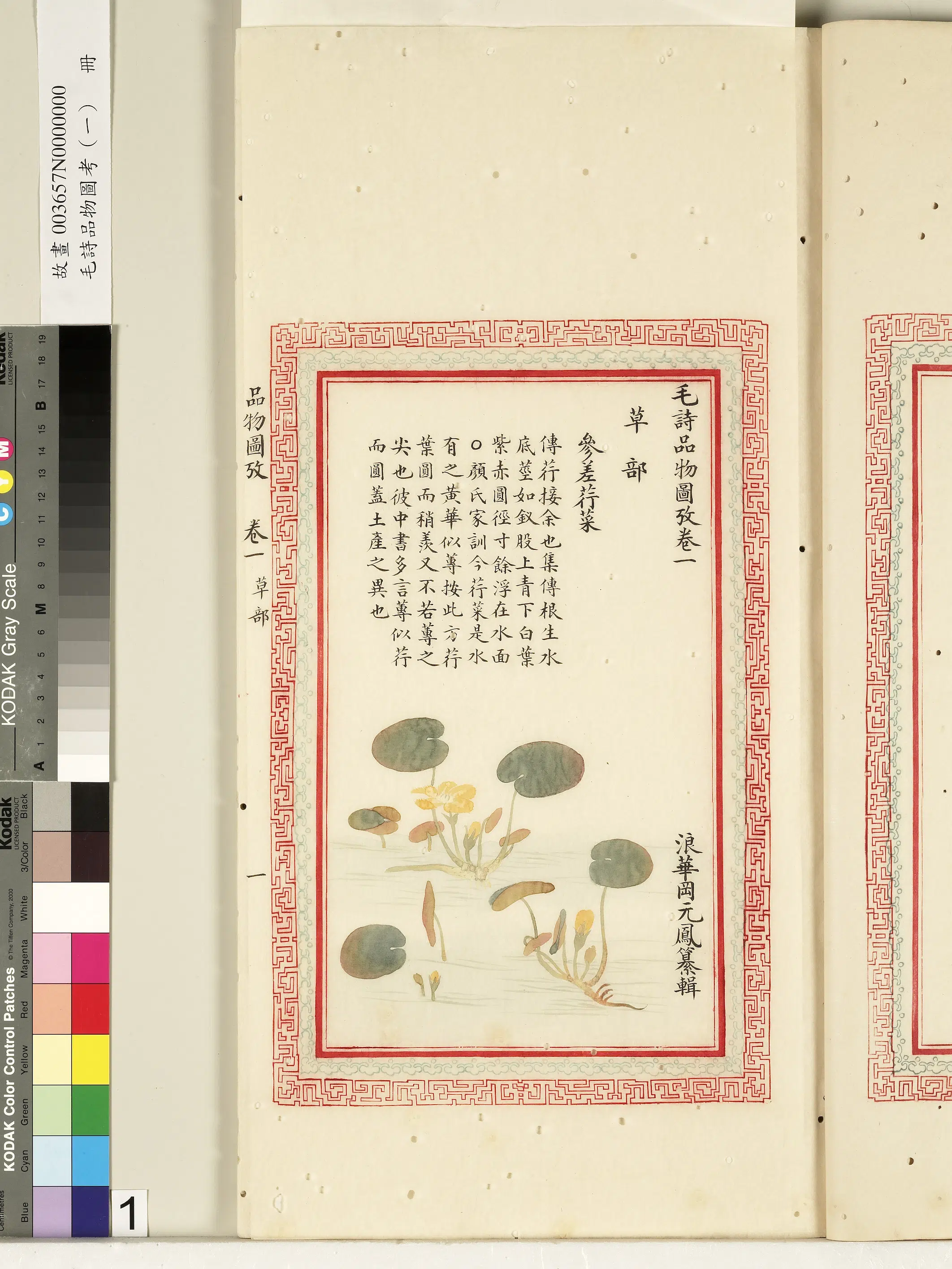 清朝【佚名】《毛诗品物图考（一）册-参差荇菜-2》