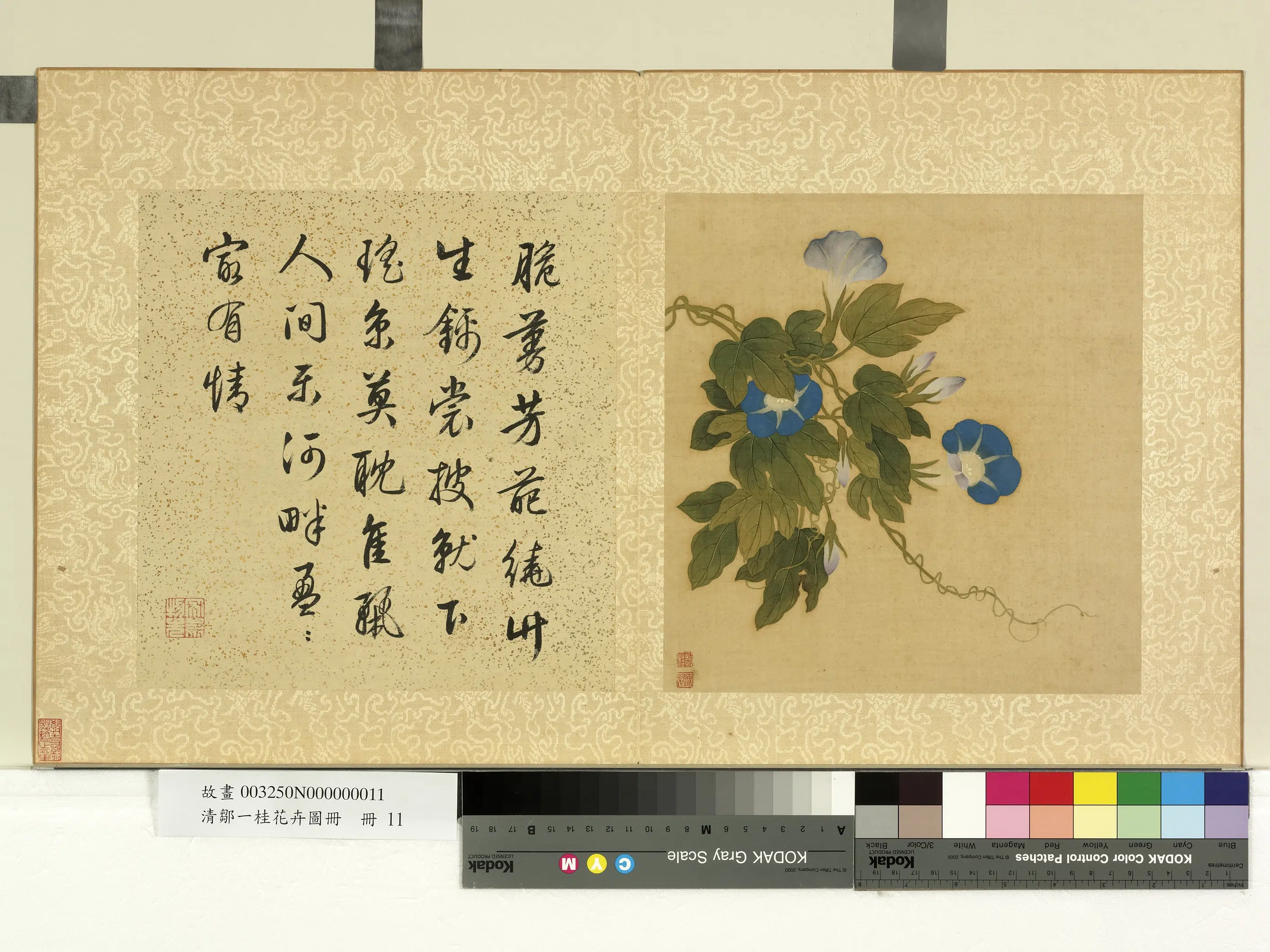 清代【邹一桂】《花卉画册-牵牛花》