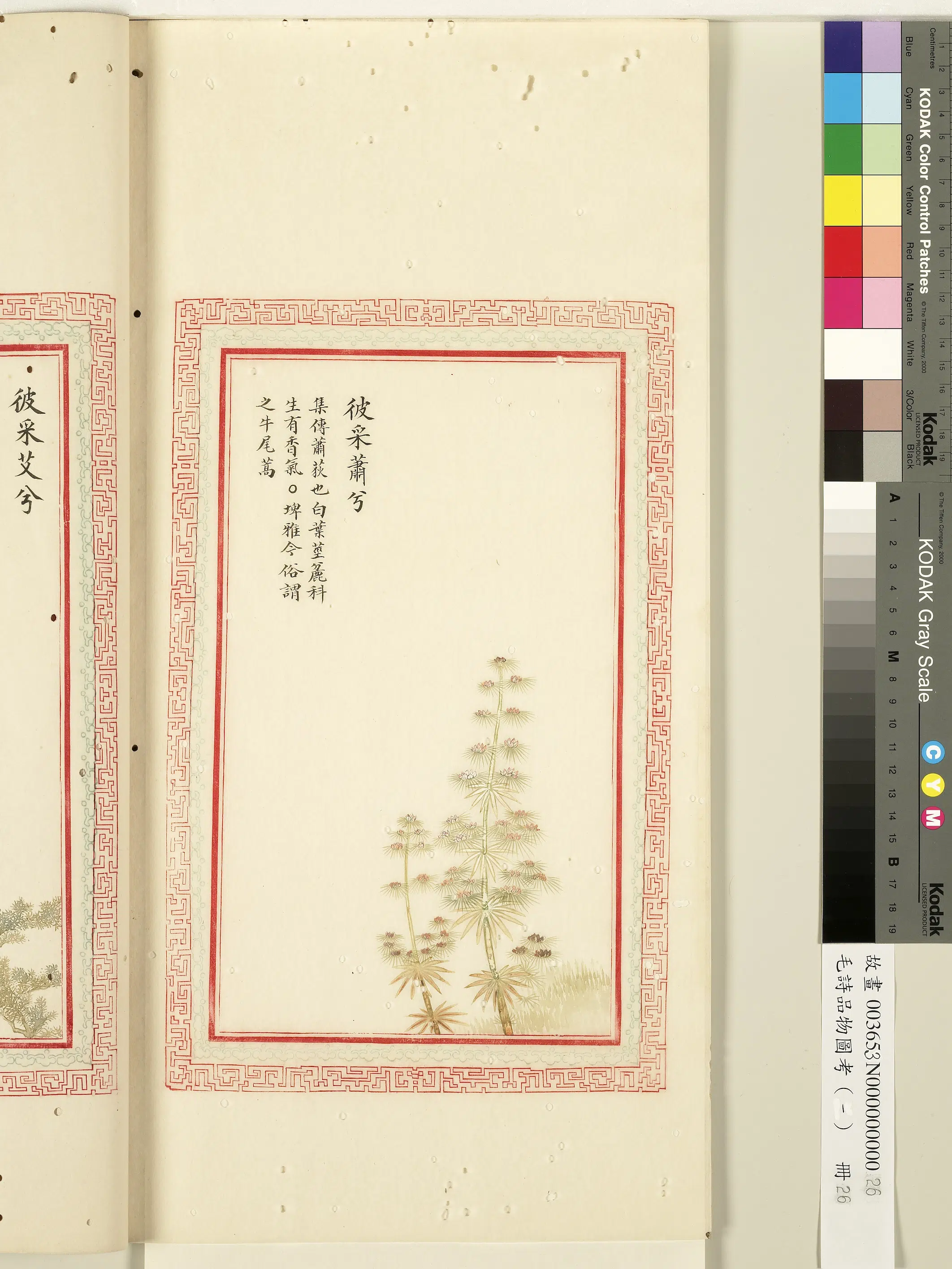 清朝【佚名】《毛诗品物图考（一）册-彼采萧兮-1》