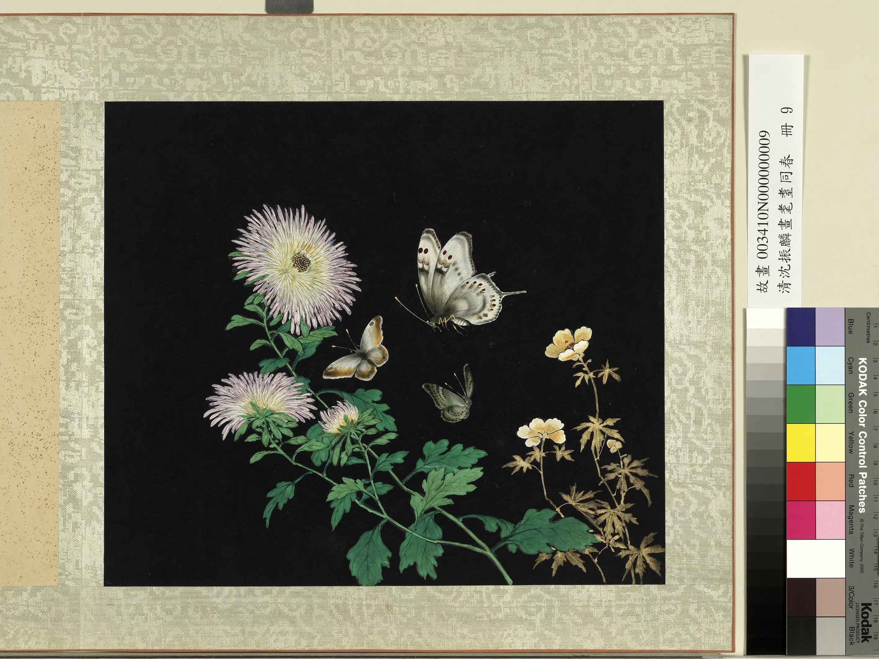 清朝【沈振麟】《画耄耋同春册_菊花秋葵》