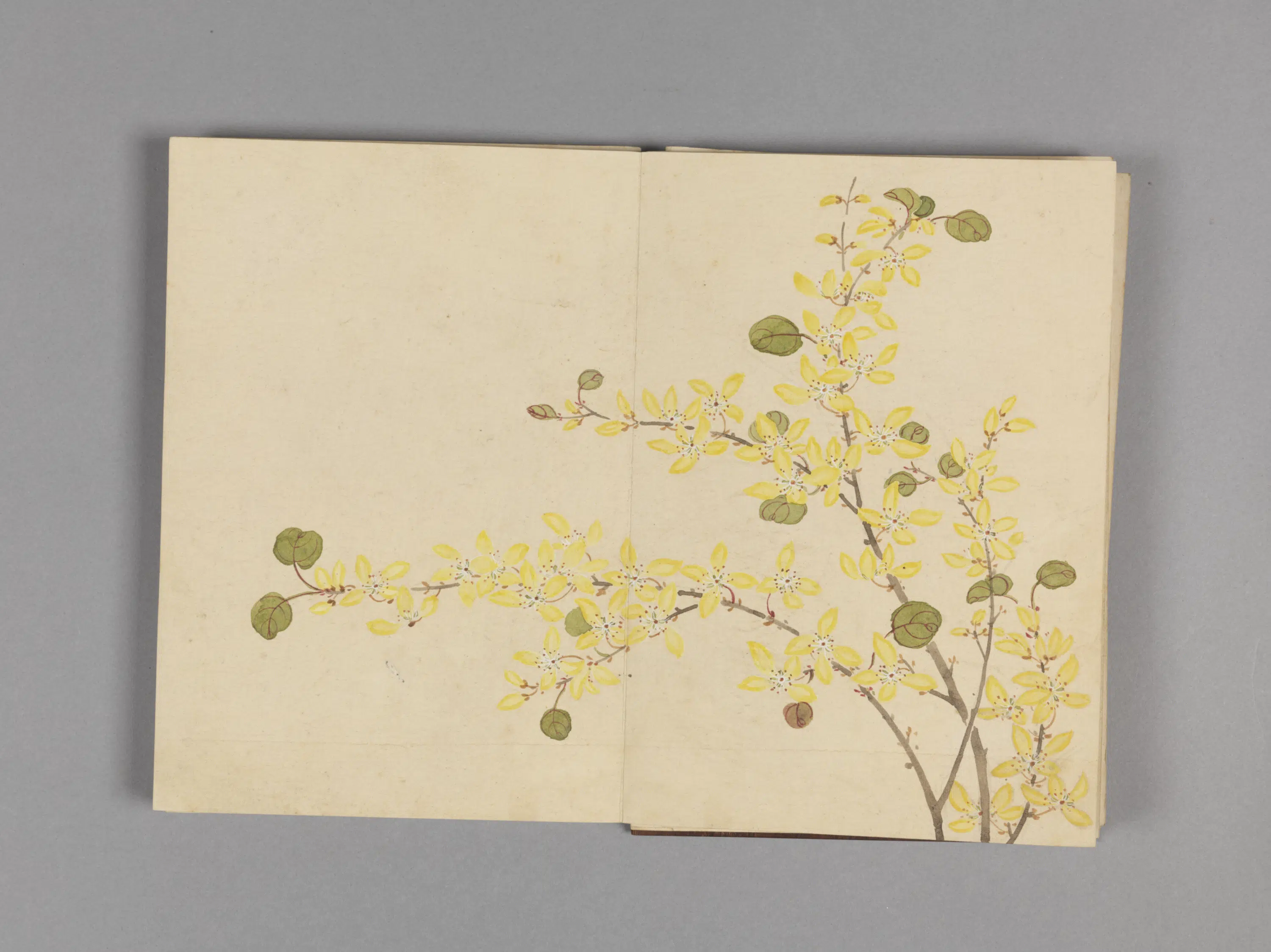 清代【董诰】《花卉小册（16开）》 第16张