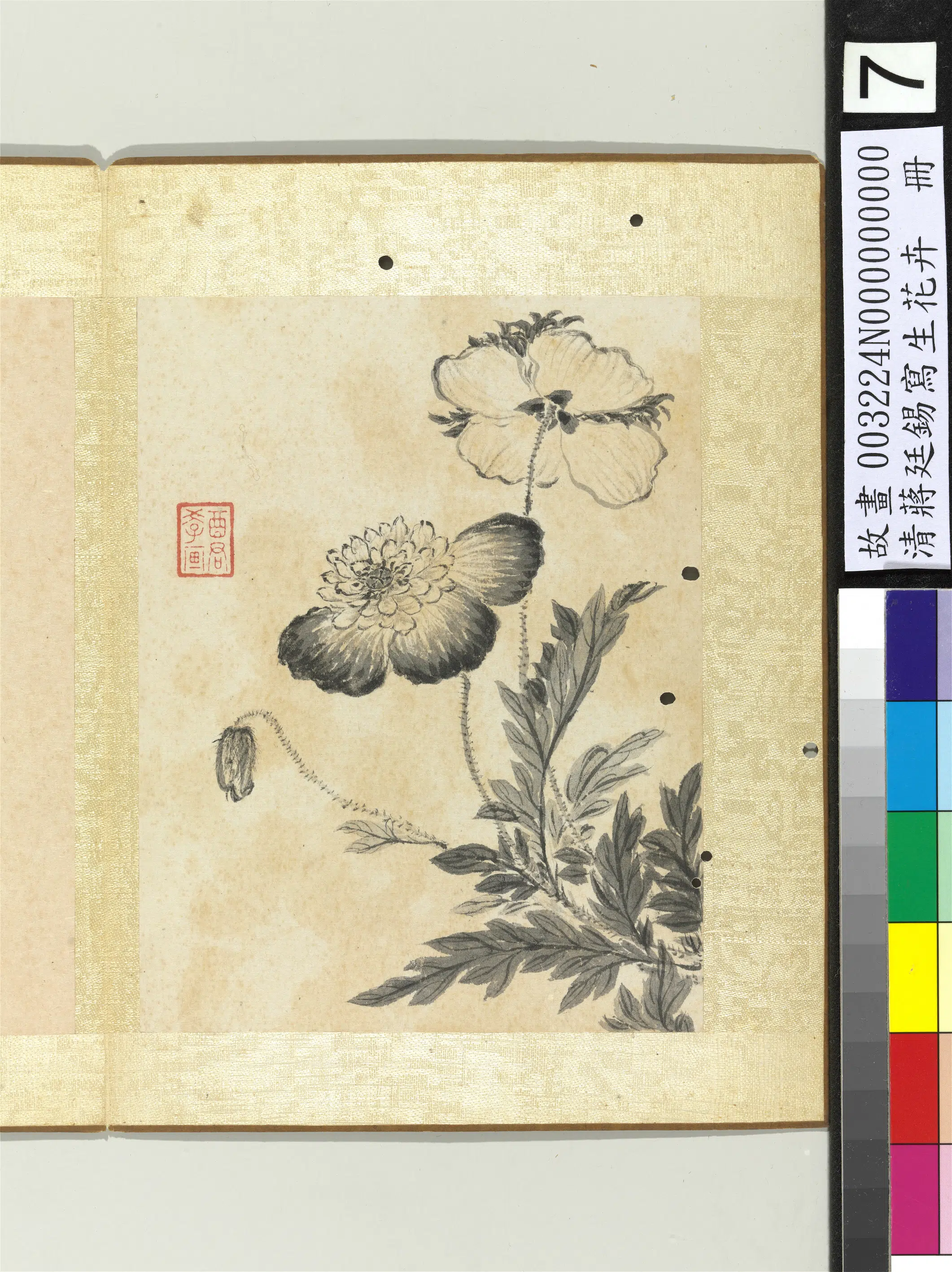 清代【蒋廷锡】《写生花卉册》 第9张