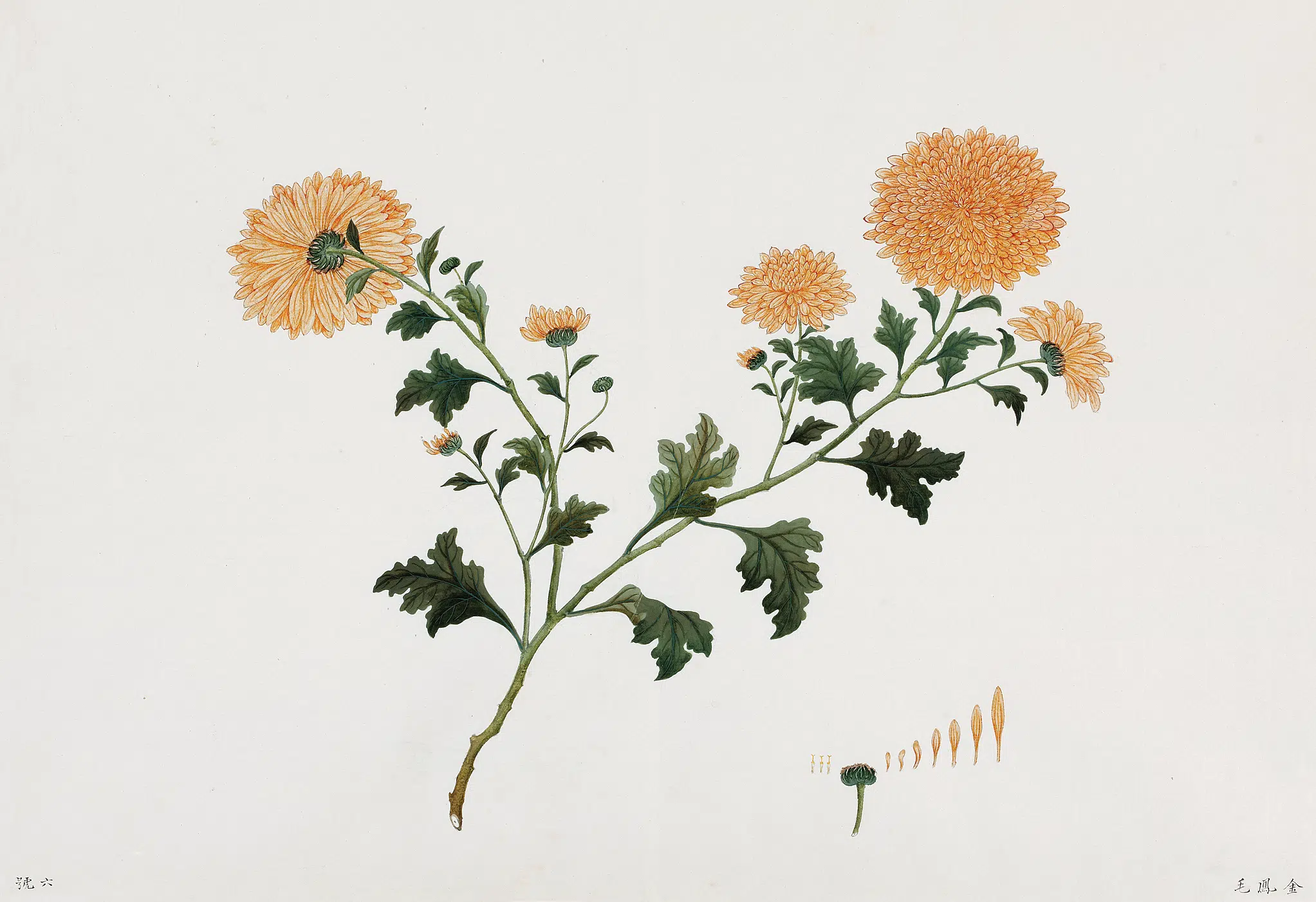 近代【HANSHAM画室】《绘（金凤毛）菊花》
