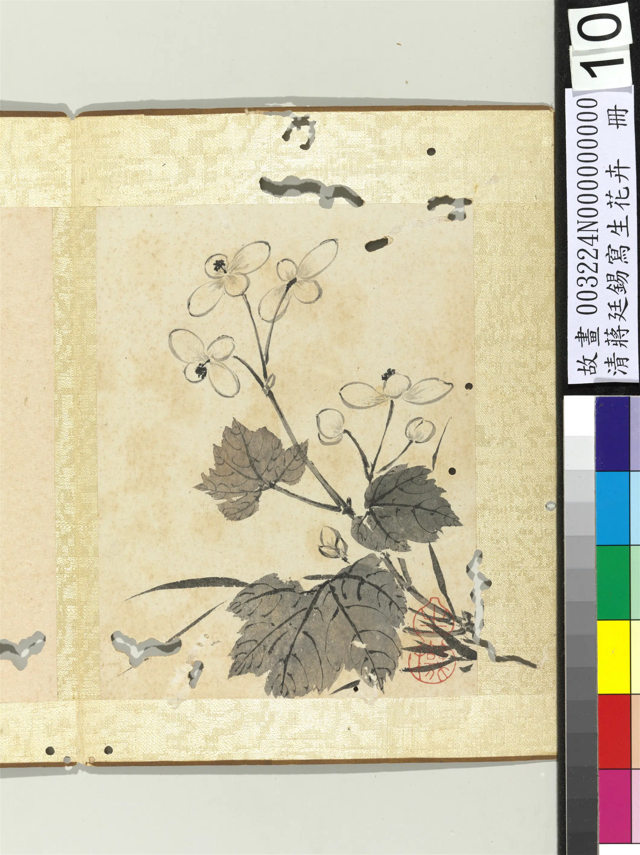 清代【蒋廷锡】《写生花卉册》 第7张