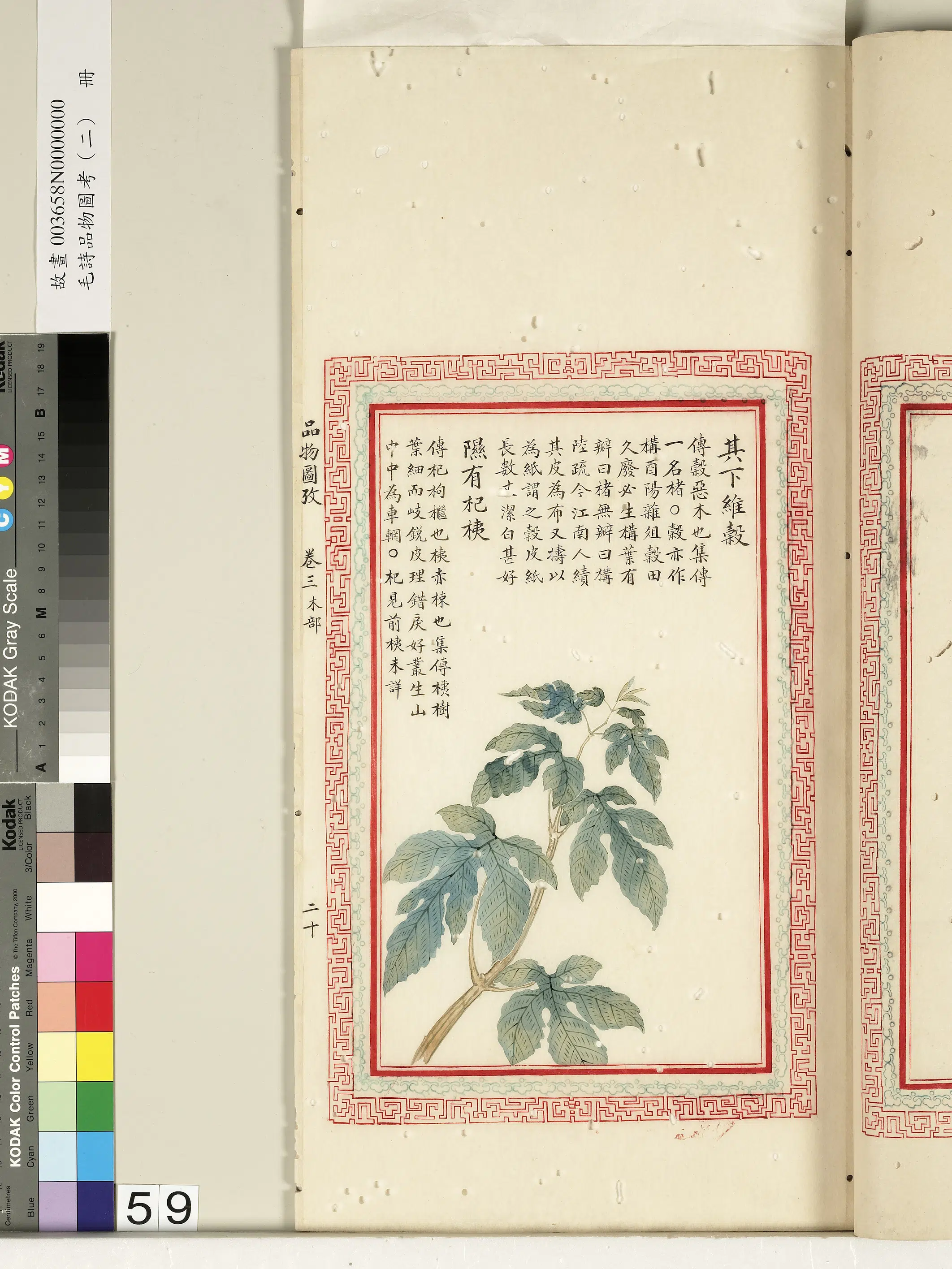 清朝【佚名】《毛诗品物图考（二）册-其下维谷隰有杞桋-2》