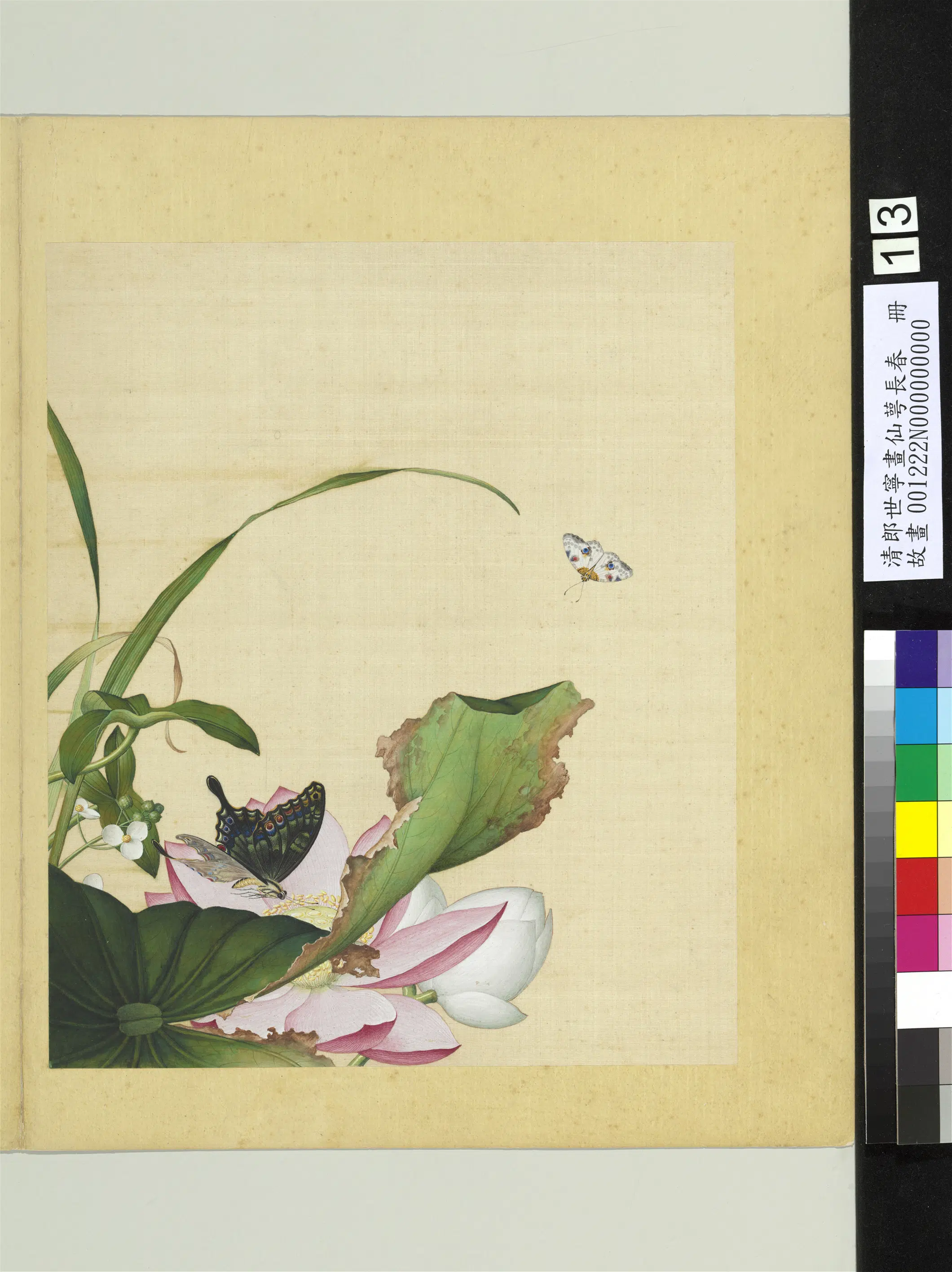 清代【郎世宁】《画仙萼长春册》 第11张 清代【郎世宁】《画仙萼长春册》 第11张