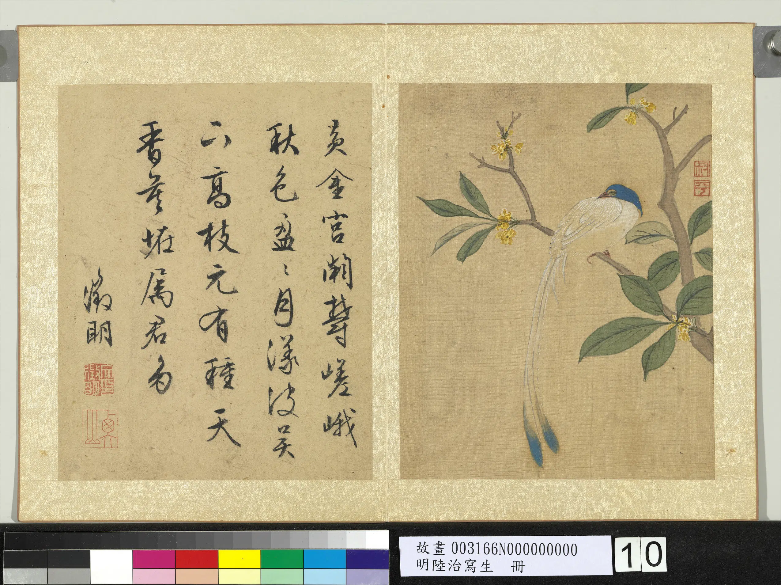 明代【陆治】《桂花寿带图_写生册》