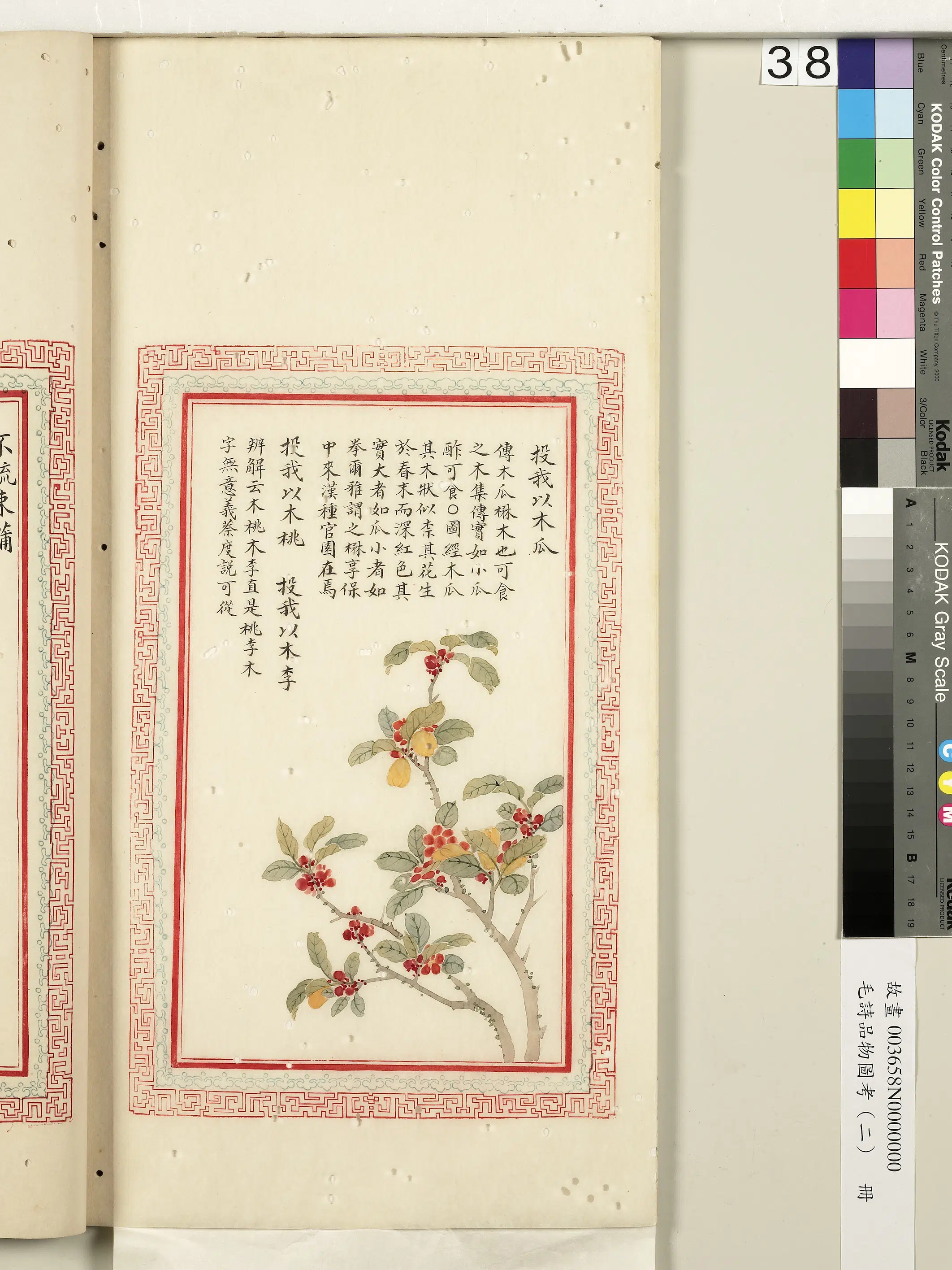 清朝【佚名】《毛诗品物图考（二）册-投我以木瓜投我以木桃投我以木李-2》