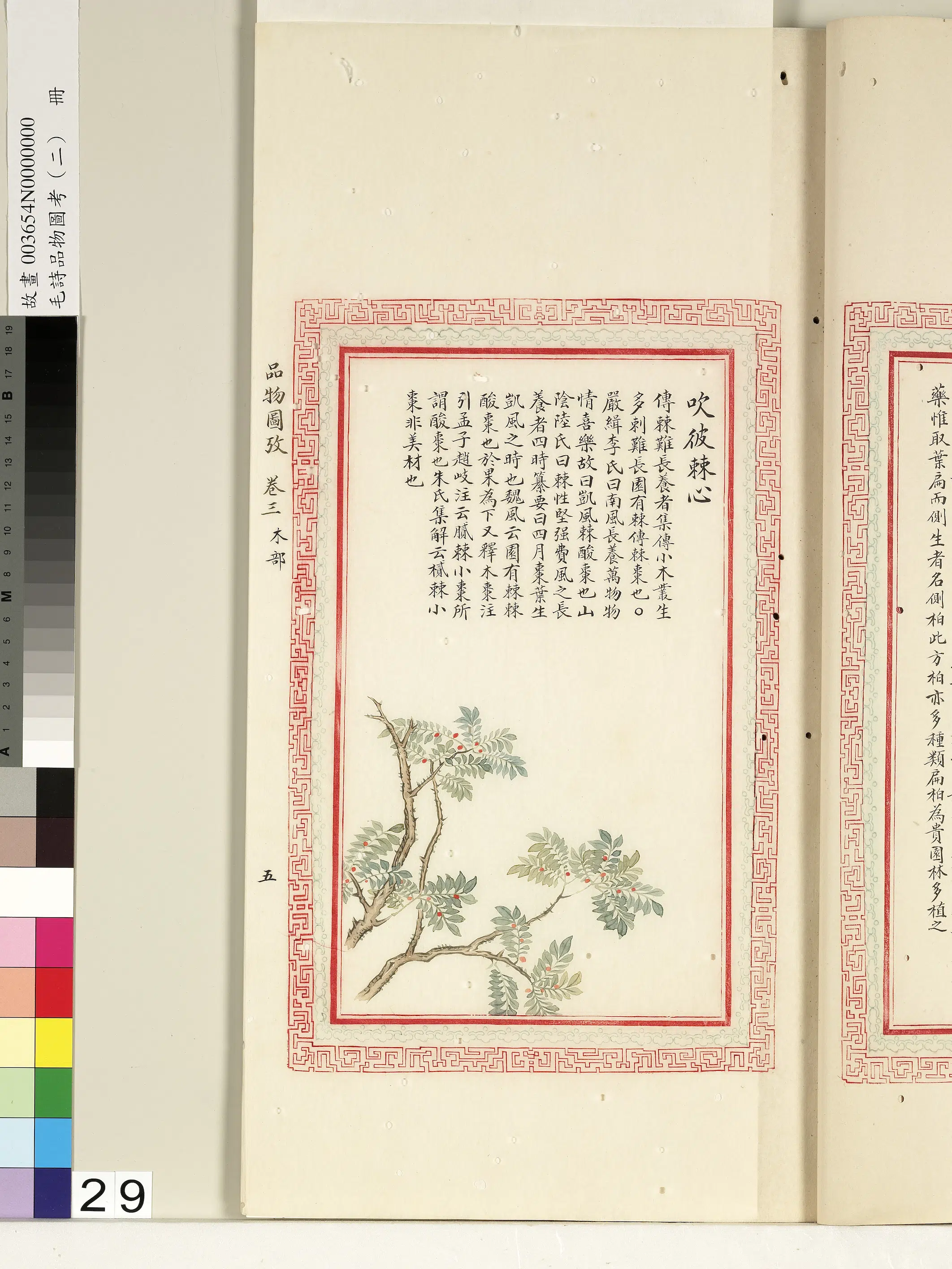 清朝【佚名】《毛诗品物图考（二）册-吹彼棘心-1》