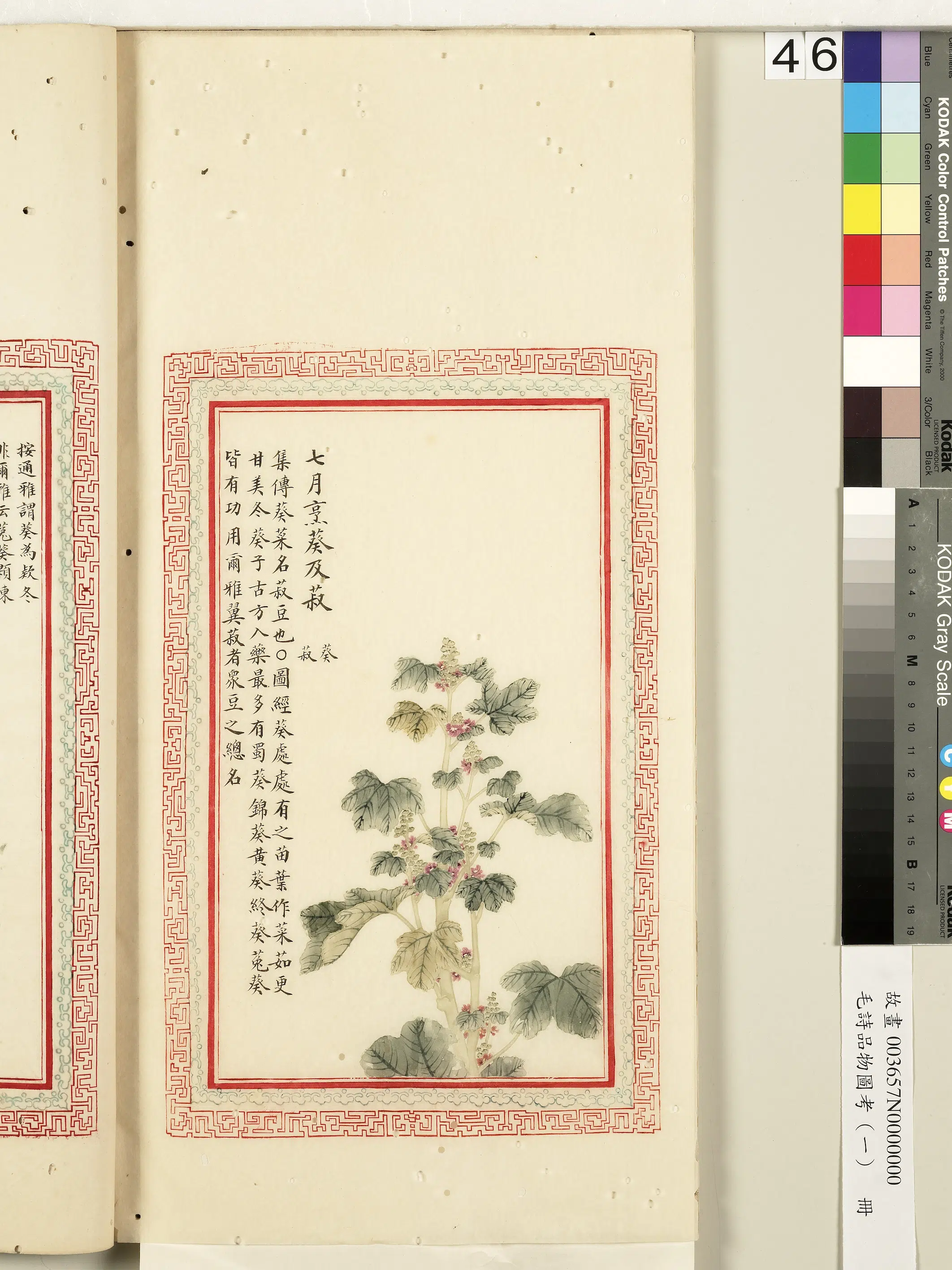 清朝《毛诗品物图考(一)册-2》 第2张 清朝《毛诗品物图考(一)册-2》 第2张