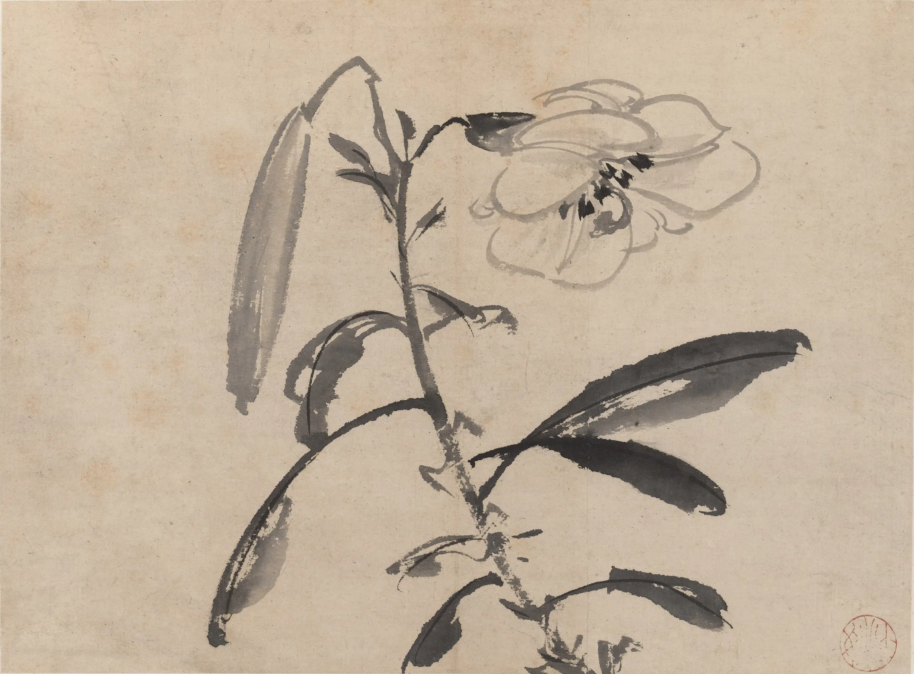 明朝【陈淳（道复）】《墨花图册》 第18张