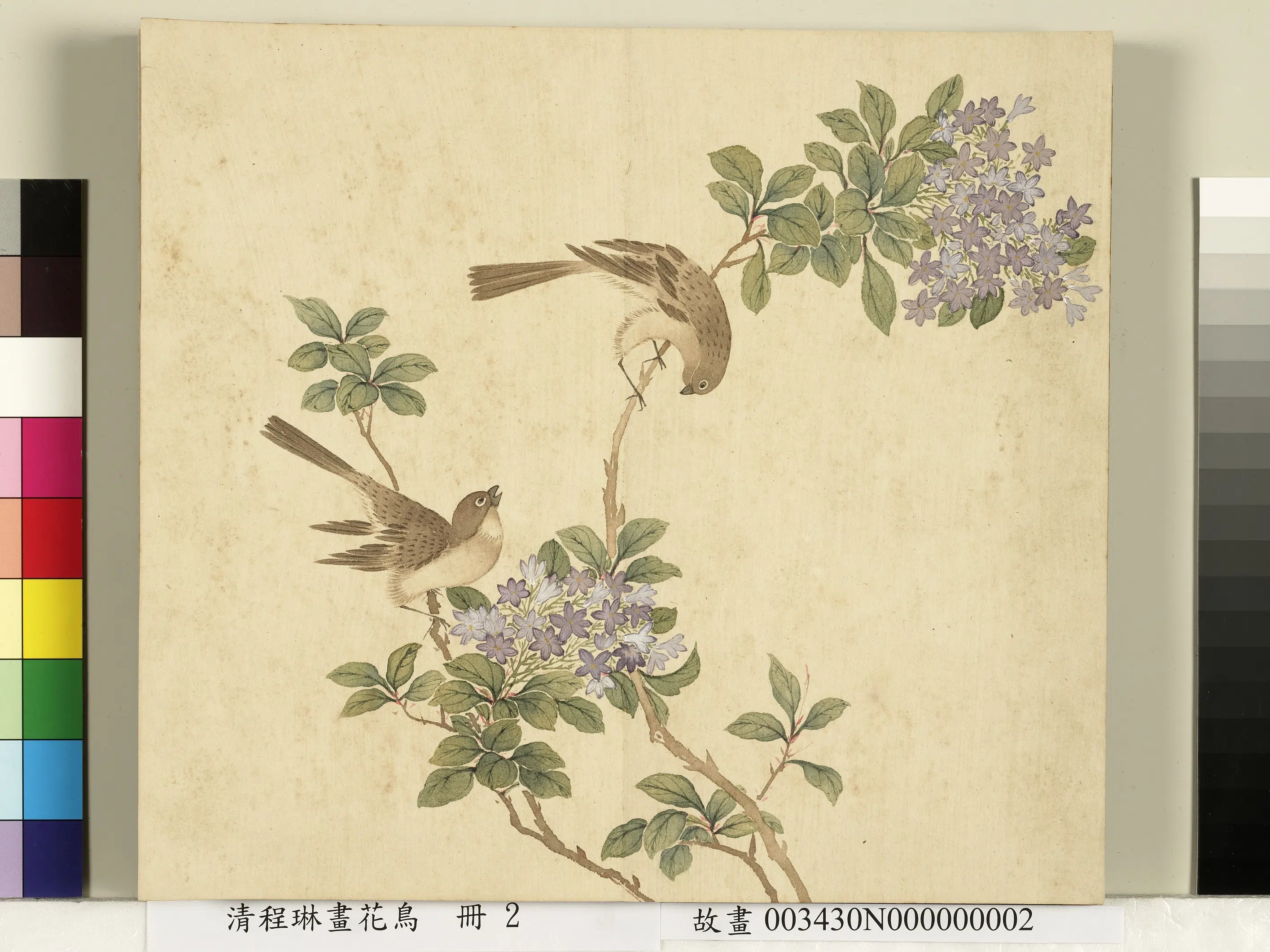 清代【程琳】《画花鸟册》 第6张 清代【程琳】《画花鸟册》 第6张