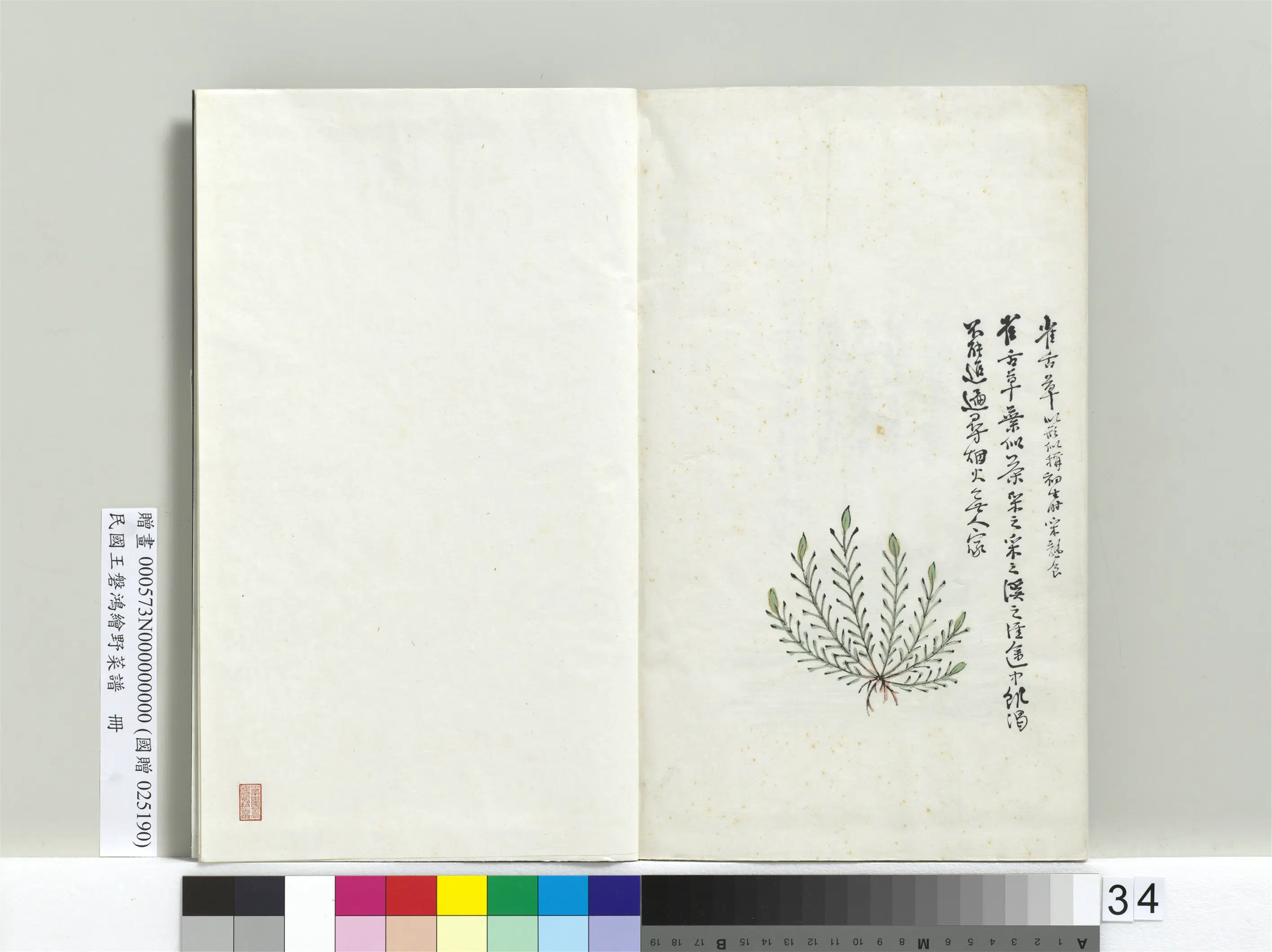 《绘王盘野菜谱册-雀舌草》