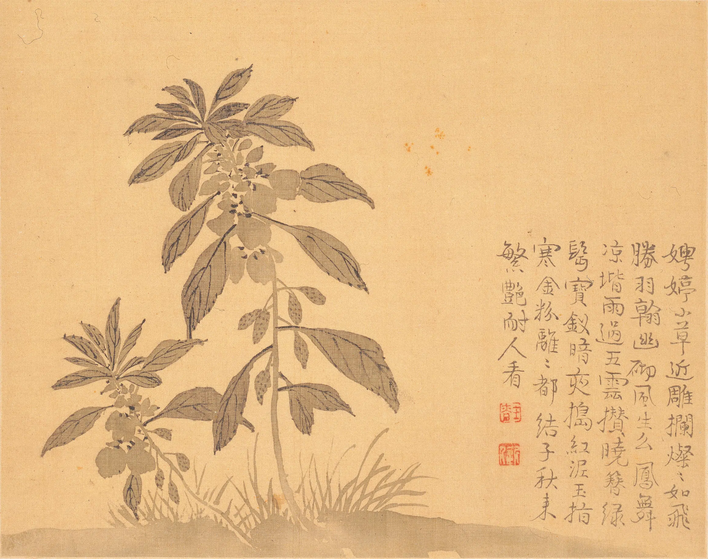 清代【汪士慎】《花卉册》 第13张 清代【汪士慎】《花卉册》 第13张