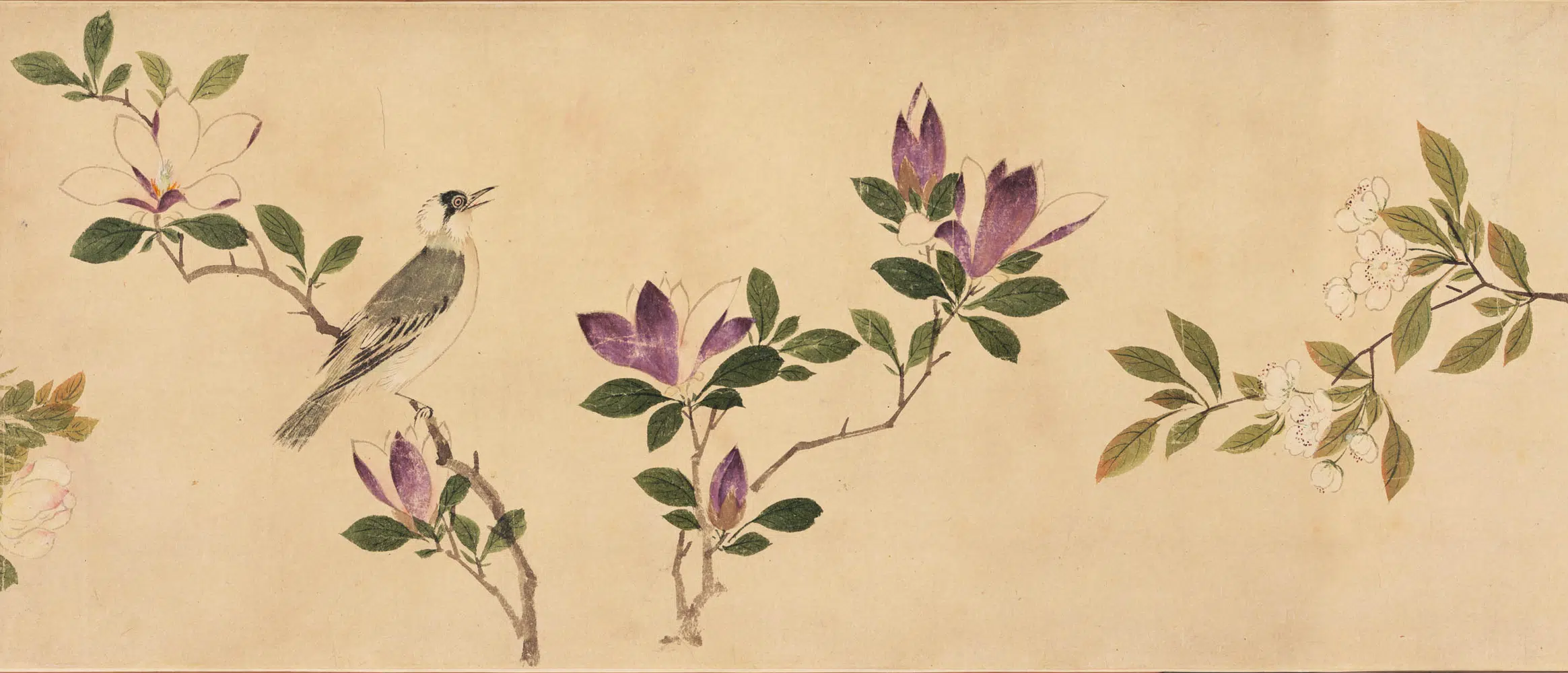 明朝【周之冕】《设色花鸟卷》 第5张