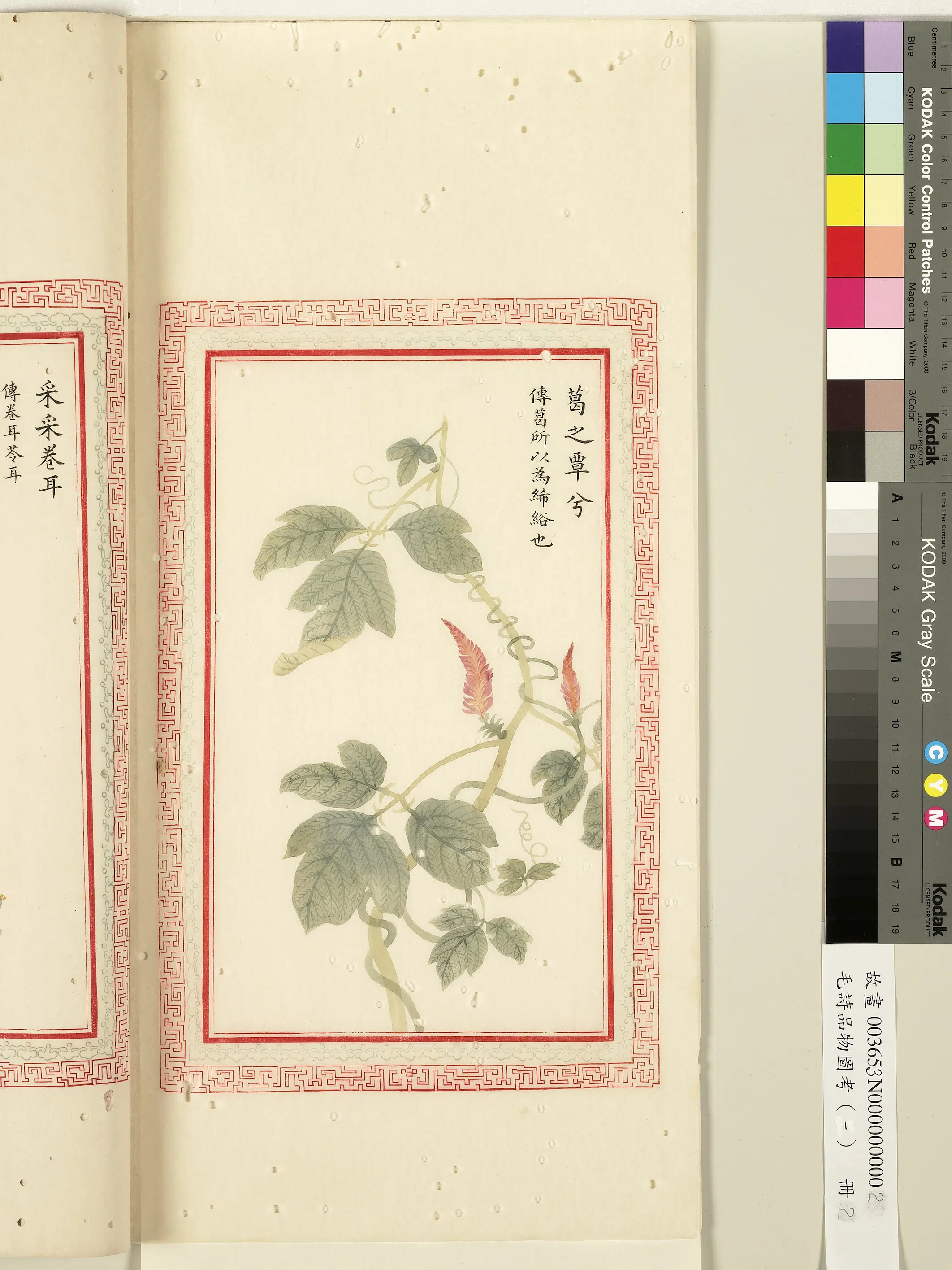 清朝【佚名】《毛诗品物图考（一）册-葛之覃兮-1》 第1张