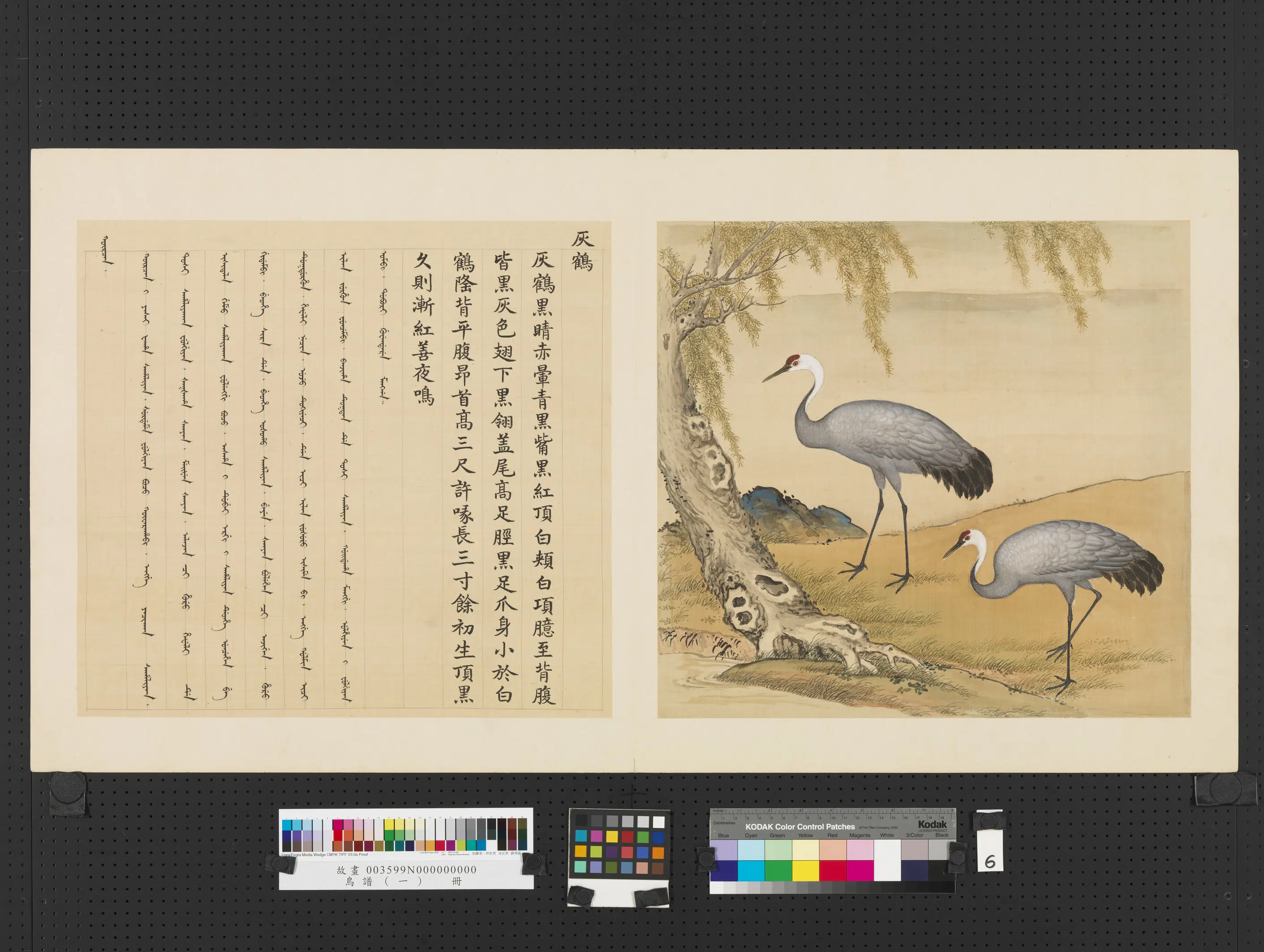 《鸟谱(一)册》 第14张 《鸟谱(一)册》 第14张