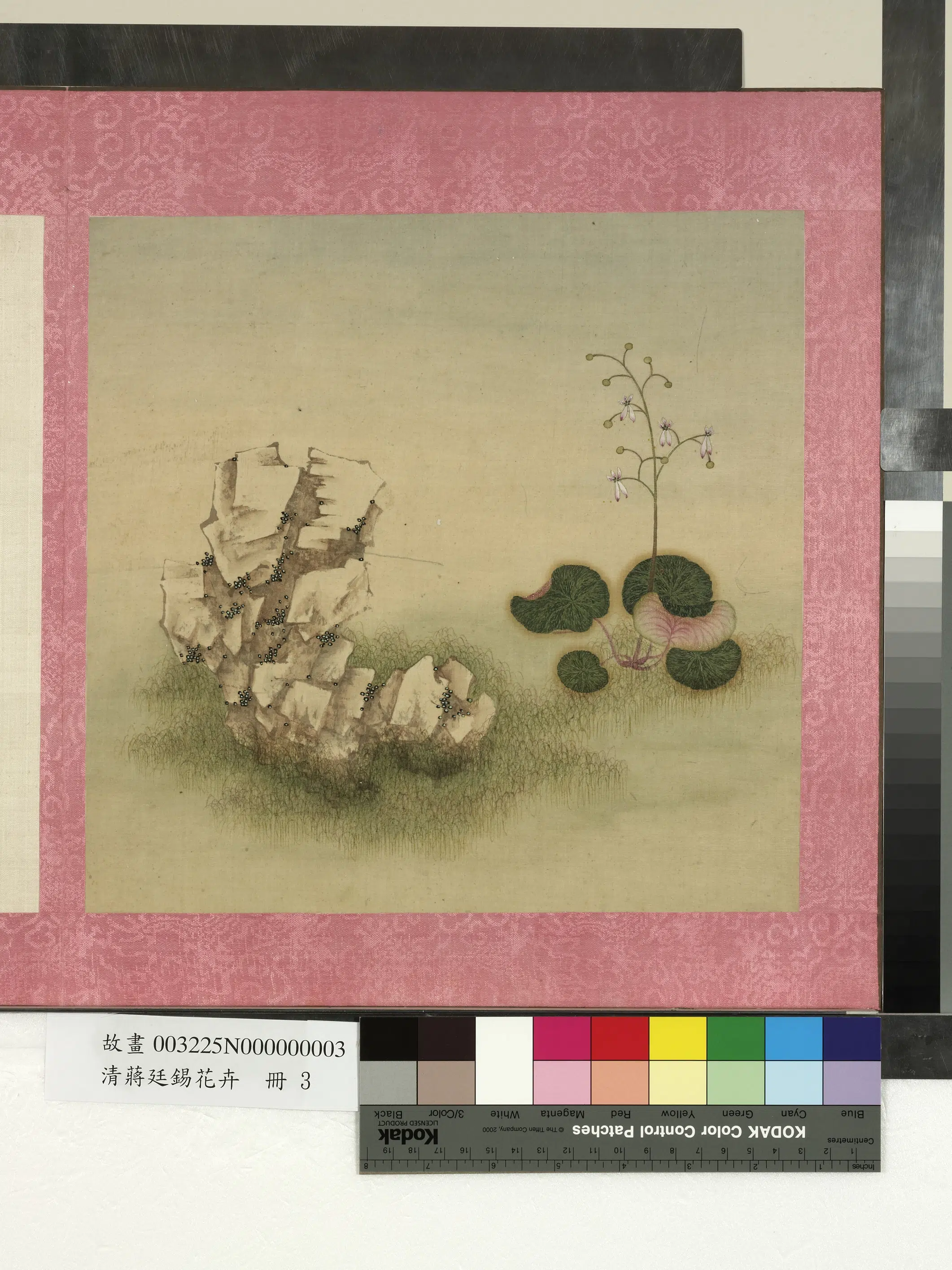 清代【蒋廷锡】《花卉册-虎耳草》