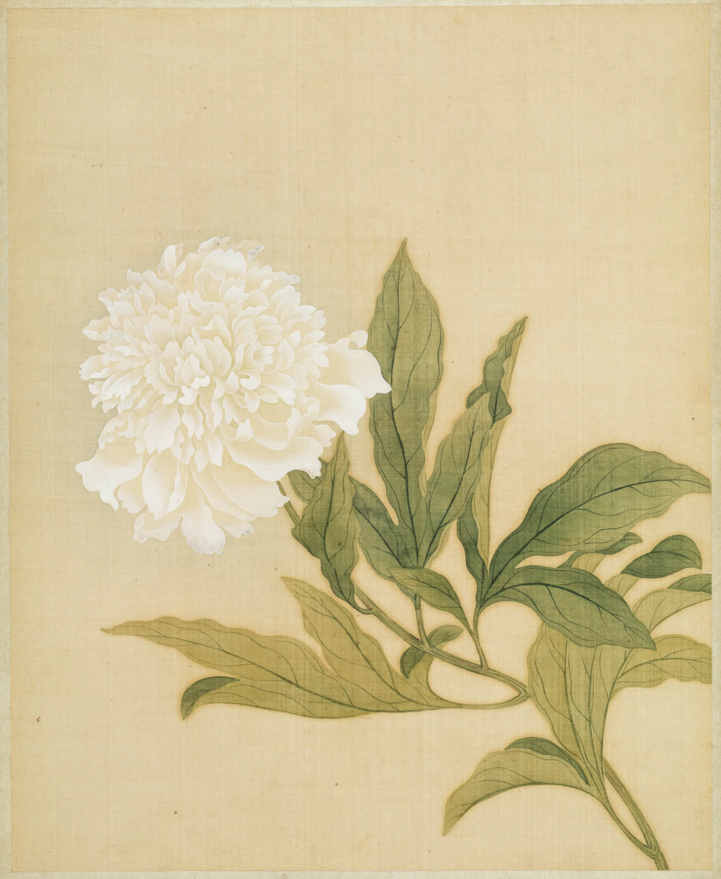 清代【范廷镇】《花卉图册》 第11张
