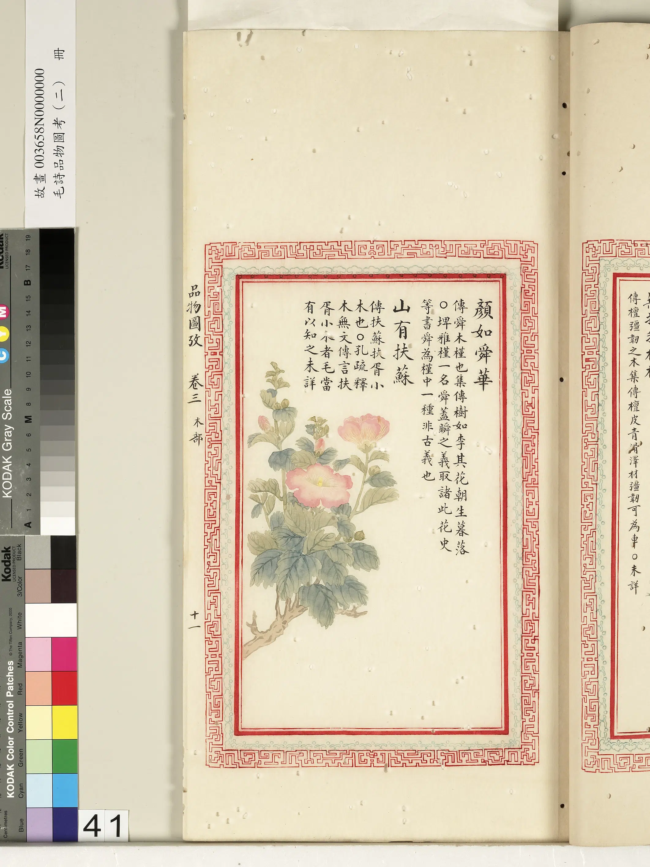 清朝【佚名】《毛诗品物图考（二）册-颜如舜华山有扶苏-2》