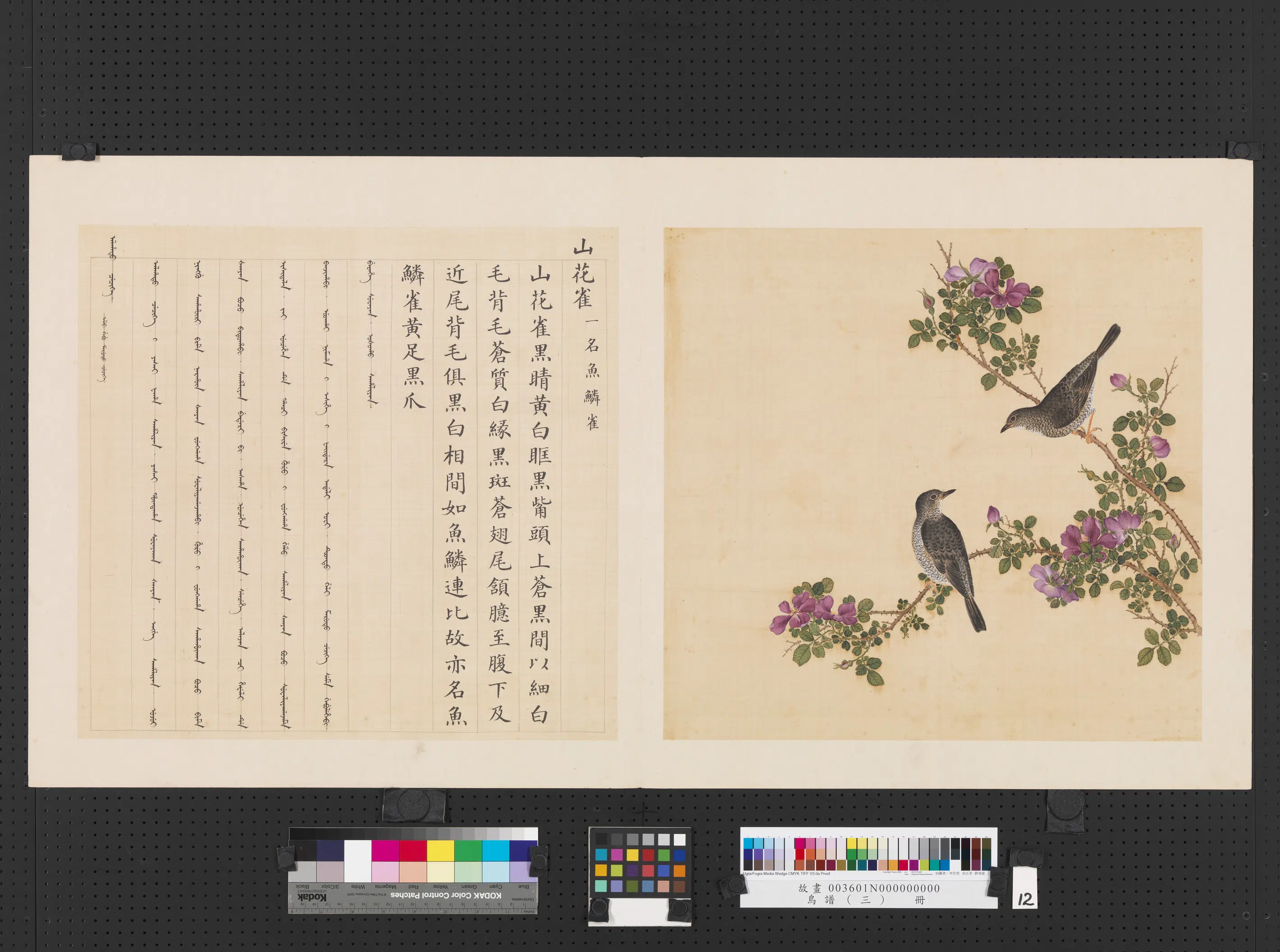 清代【佚名】《鸟谱（三）册-山花雀》