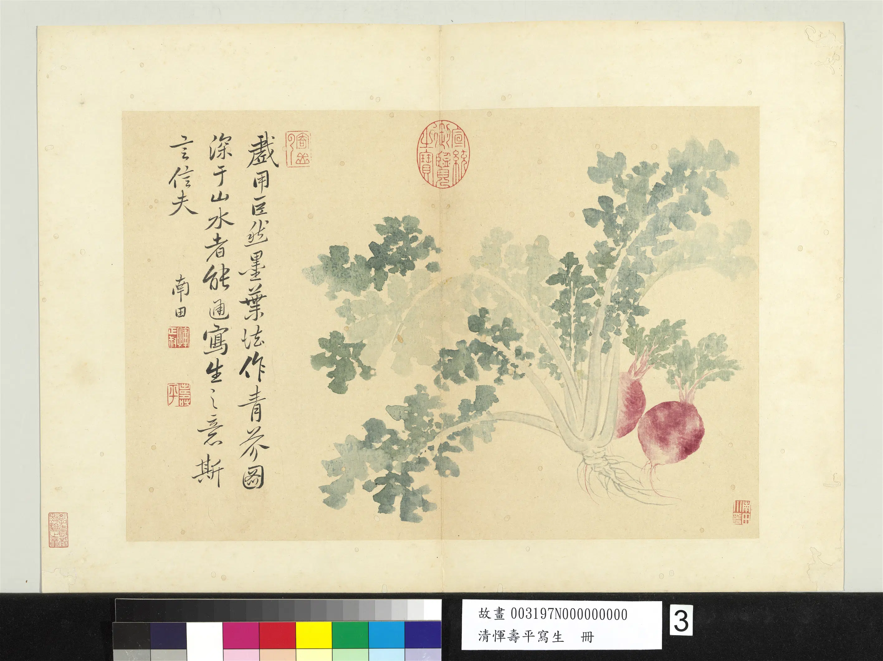 清代【恽寿平】《写生册-青芥》