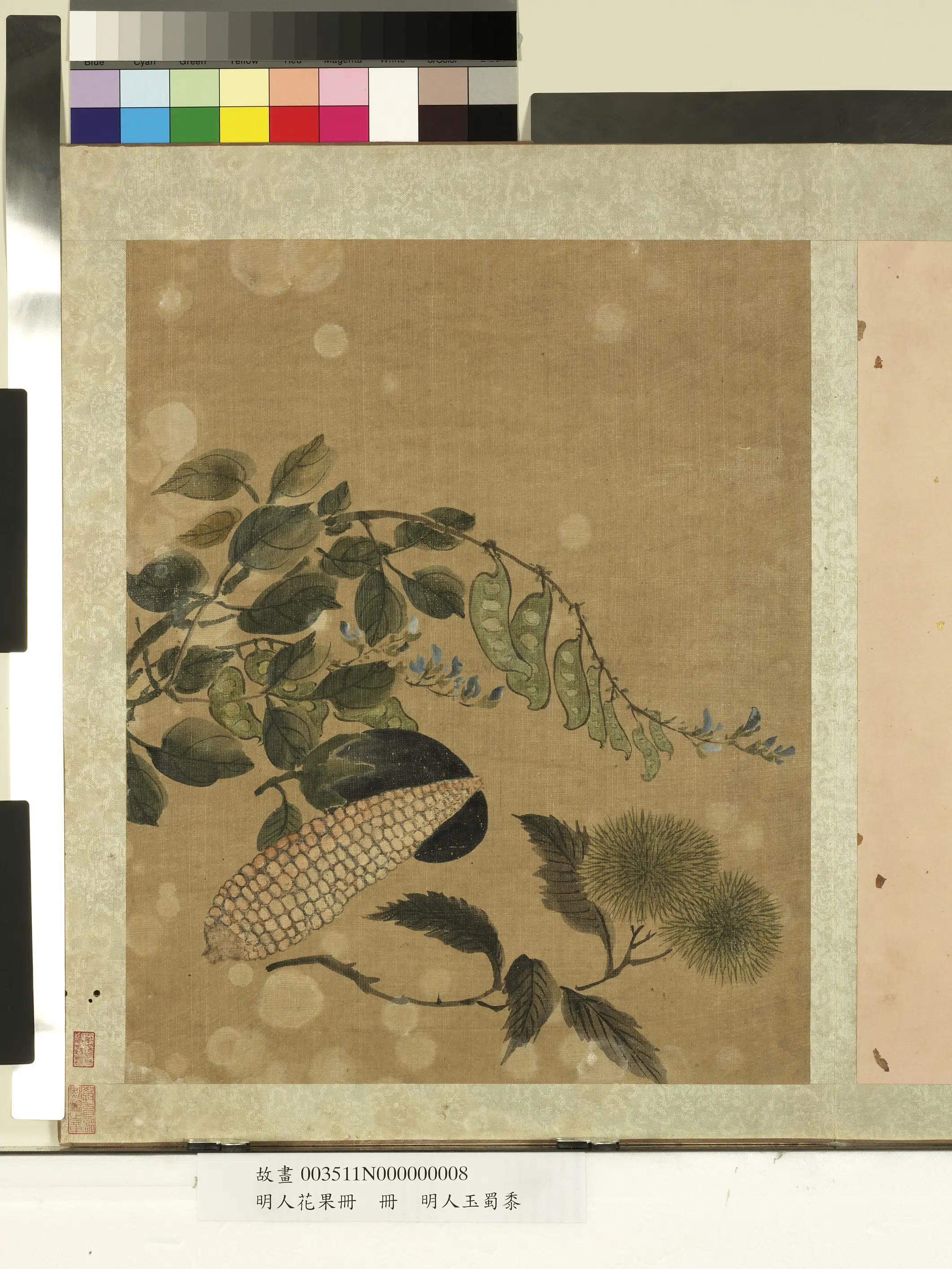 明朝《明人花果册》 第5张