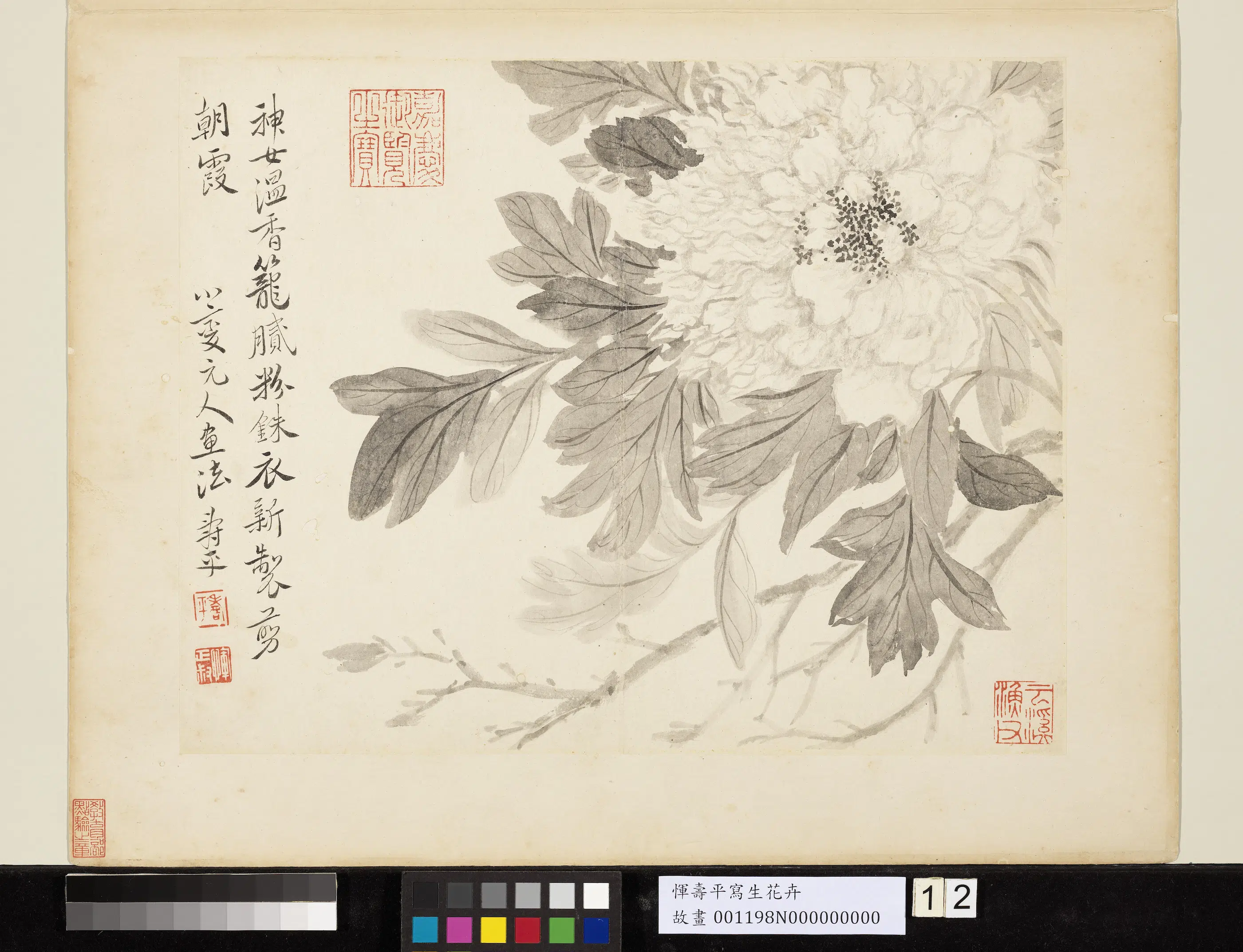 清代【恽寿平】《写生墨妙册-牡丹》