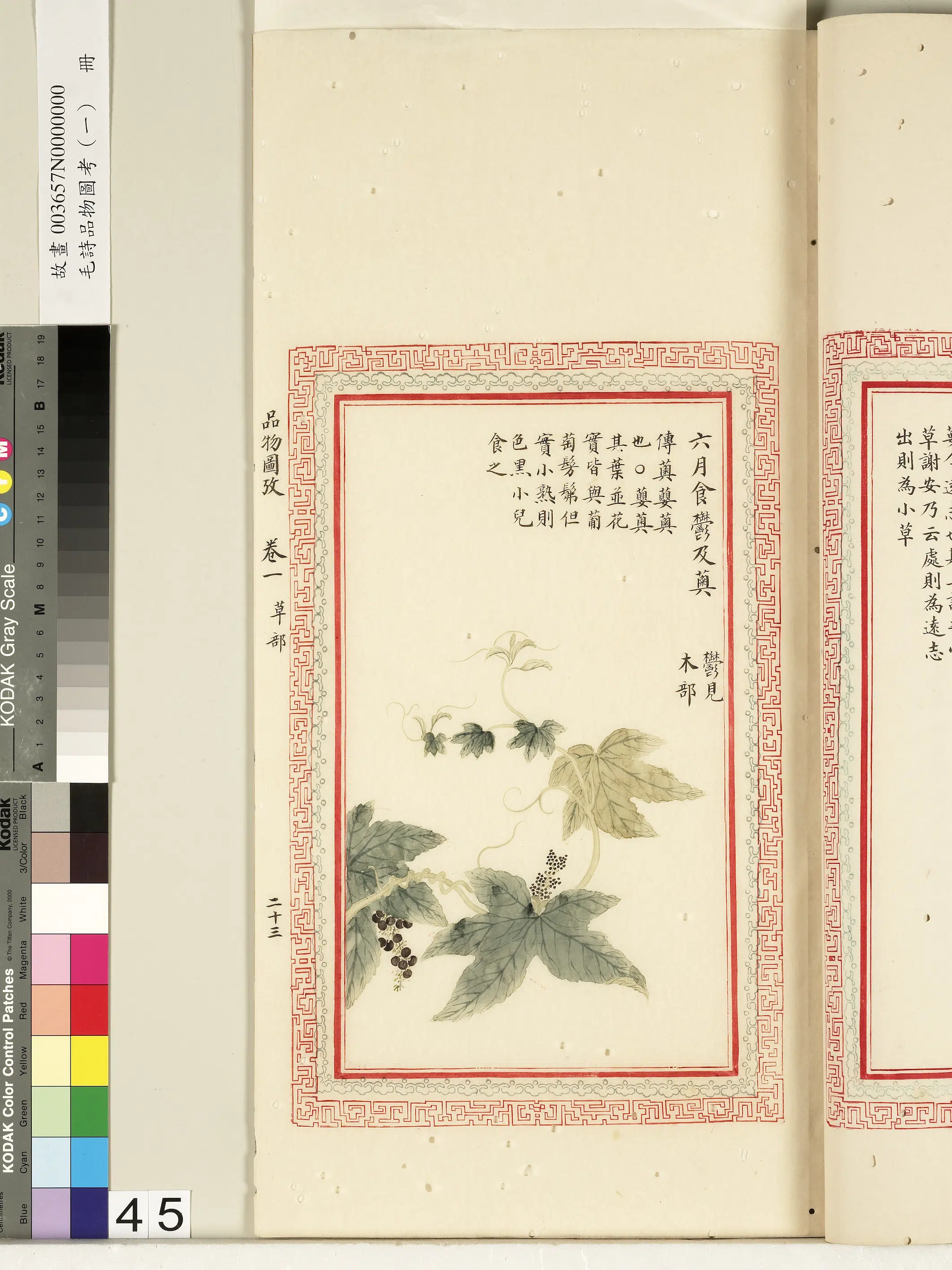 清朝【佚名】《毛诗品物图考（一）册-六月食郁及薁-2》