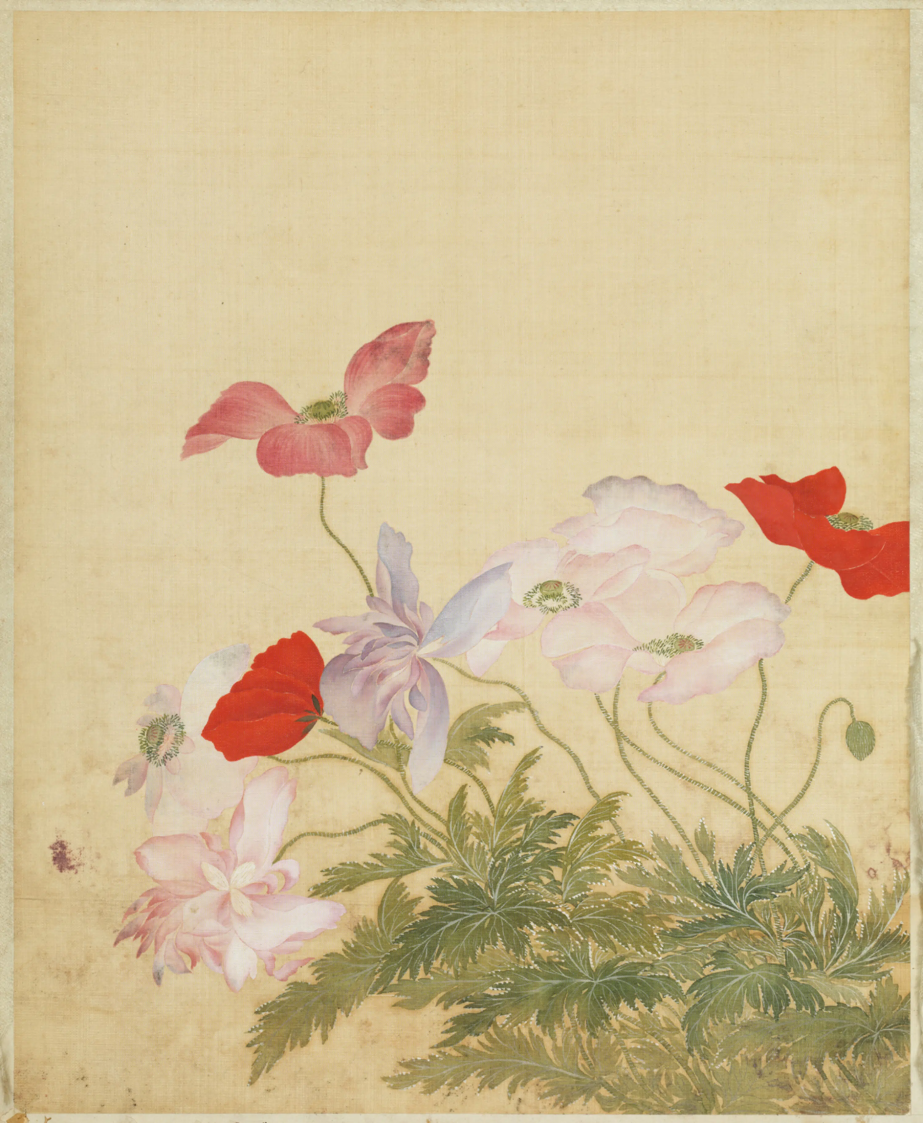 清代【范廷镇】《花卉图册》 第10张