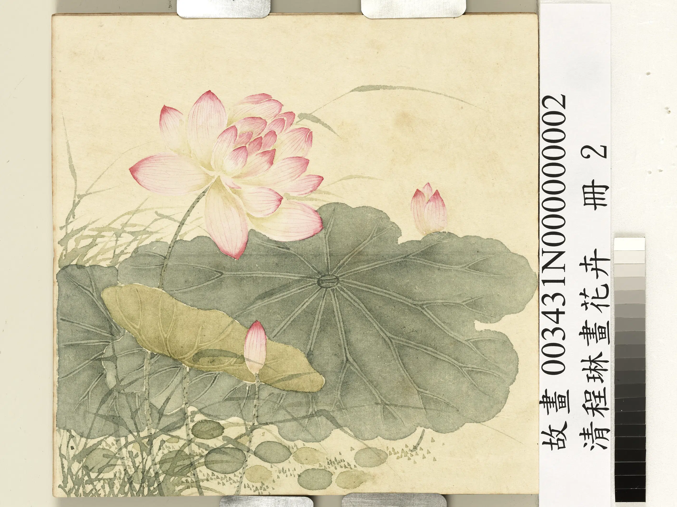 清代【程琳】《画花卉册-莲荷》