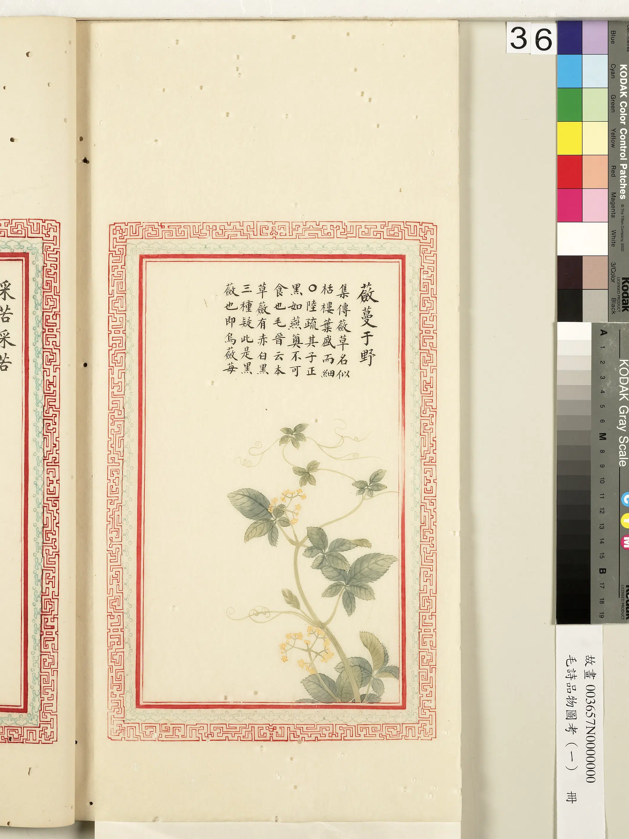清朝【佚名】《毛诗品物图考（一）册-蘝蔓于野-2》