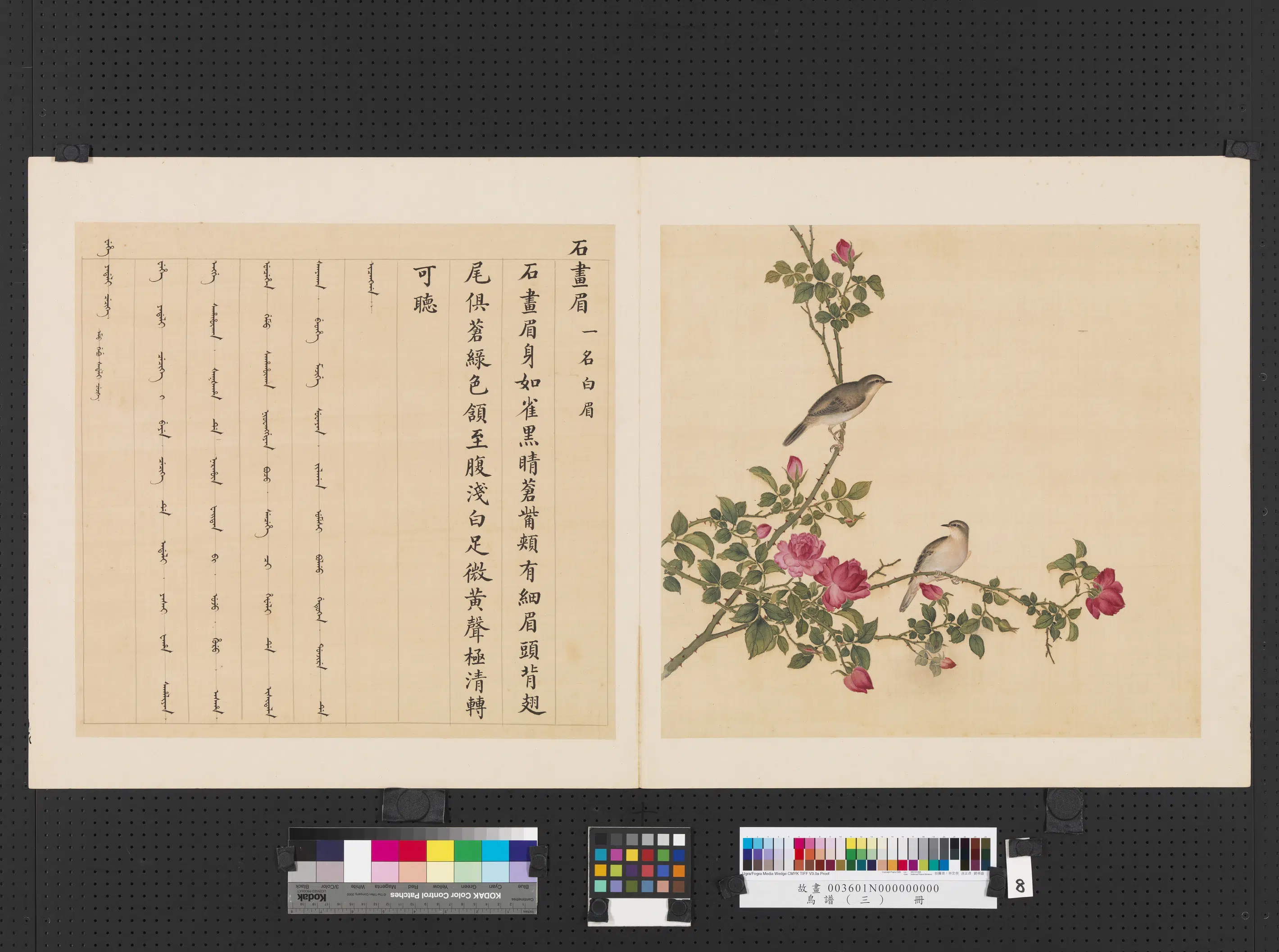 清代【佚名】《鸟谱（三）册-石画眉》